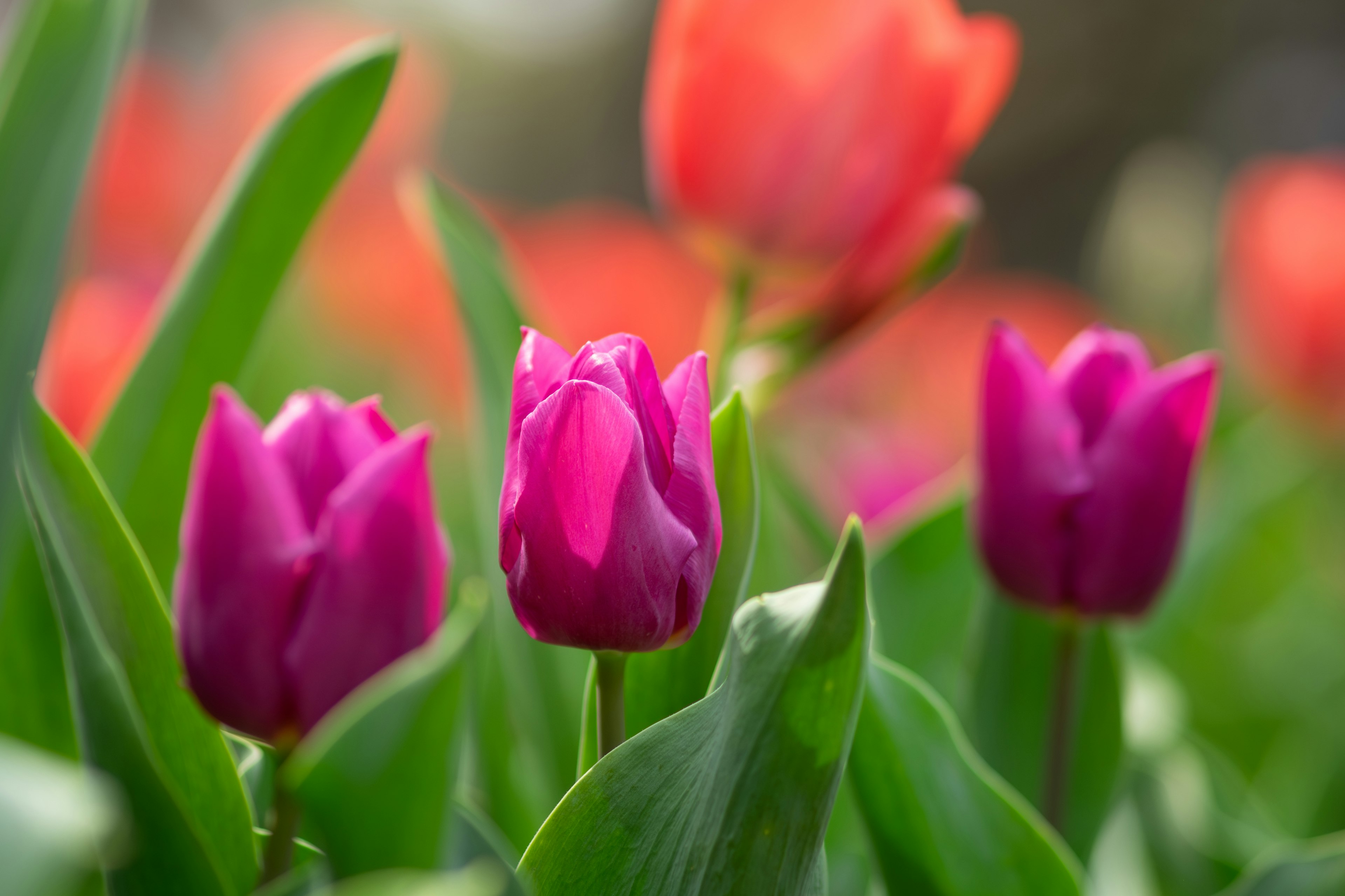 Cảnh đẹp của những bông tulip đầy màu sắc nở trong vườn