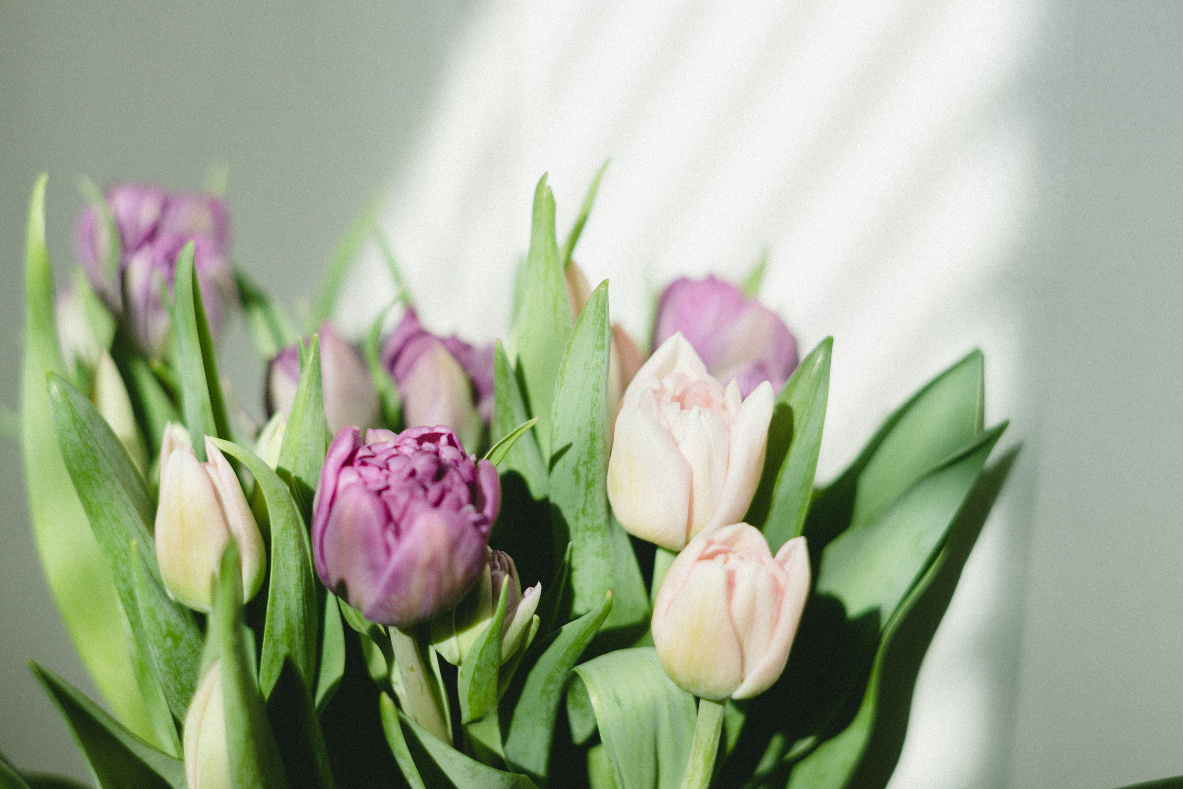 Nahaufnahme eines Straußes mit lila und weißen Tulpen