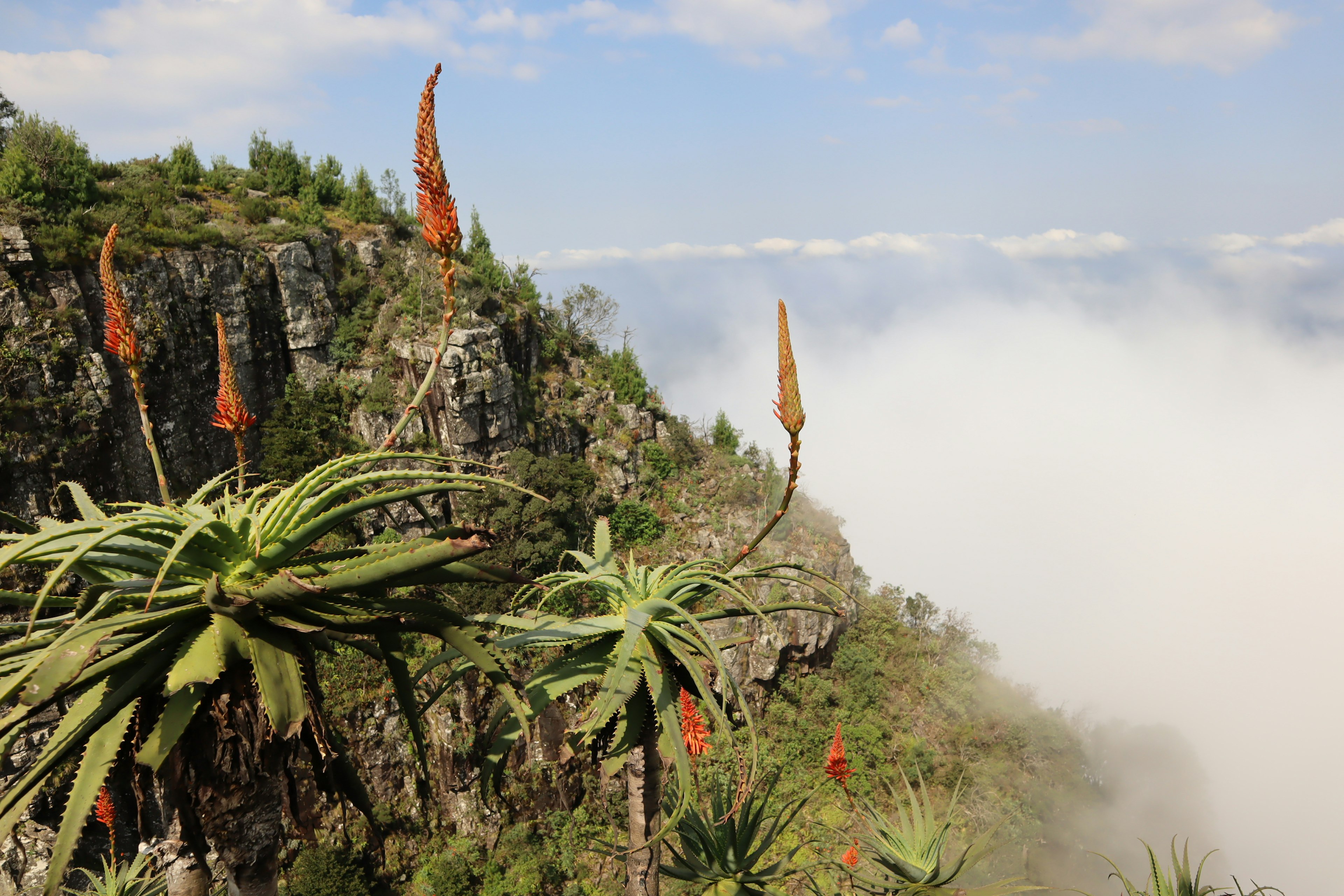 Plantes succulentes avec des fleurs orange sur une falaise de montagne couverte de brouillard