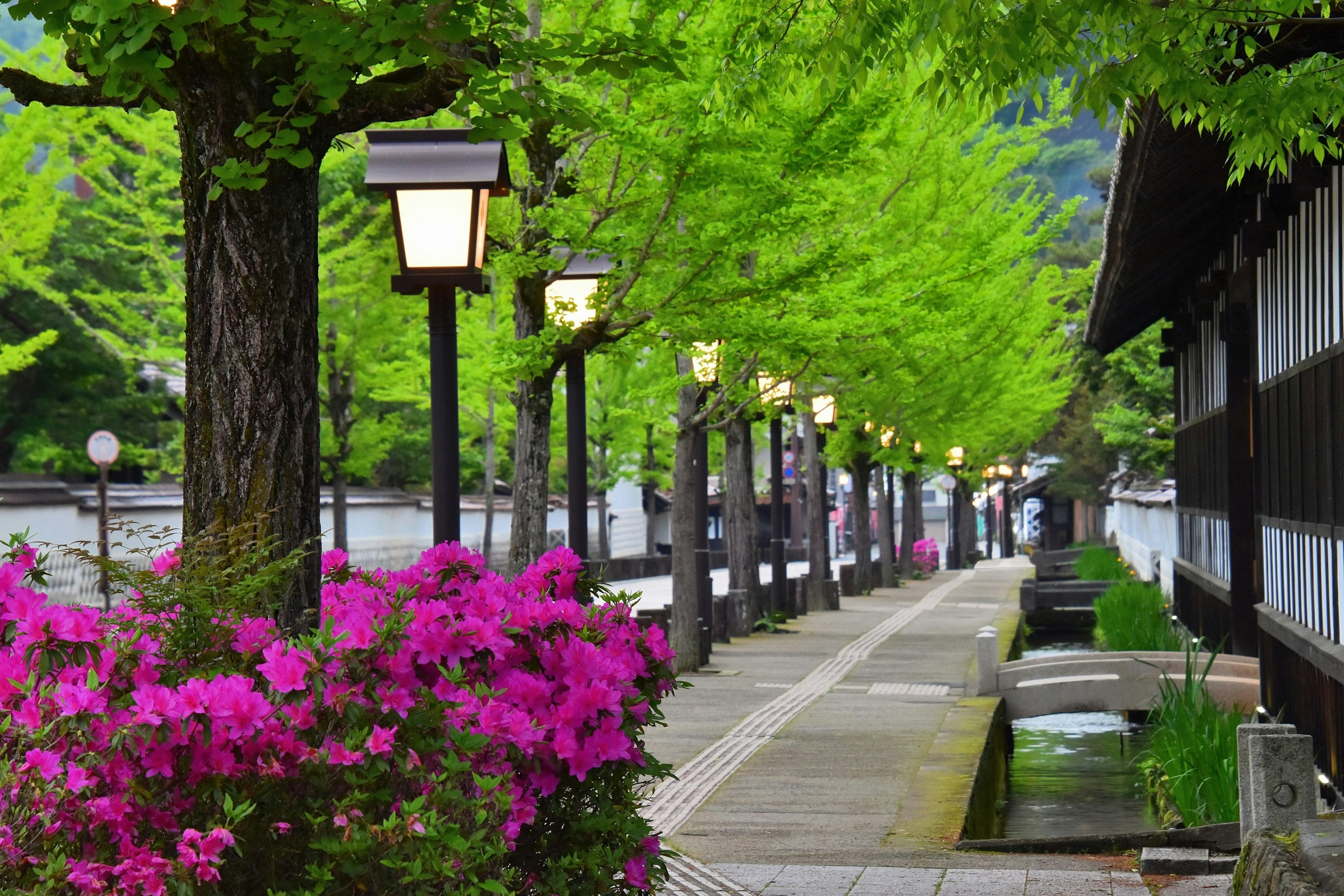 Bellissimo sentiero fiancheggiato da alberi verdi e fiori rosa