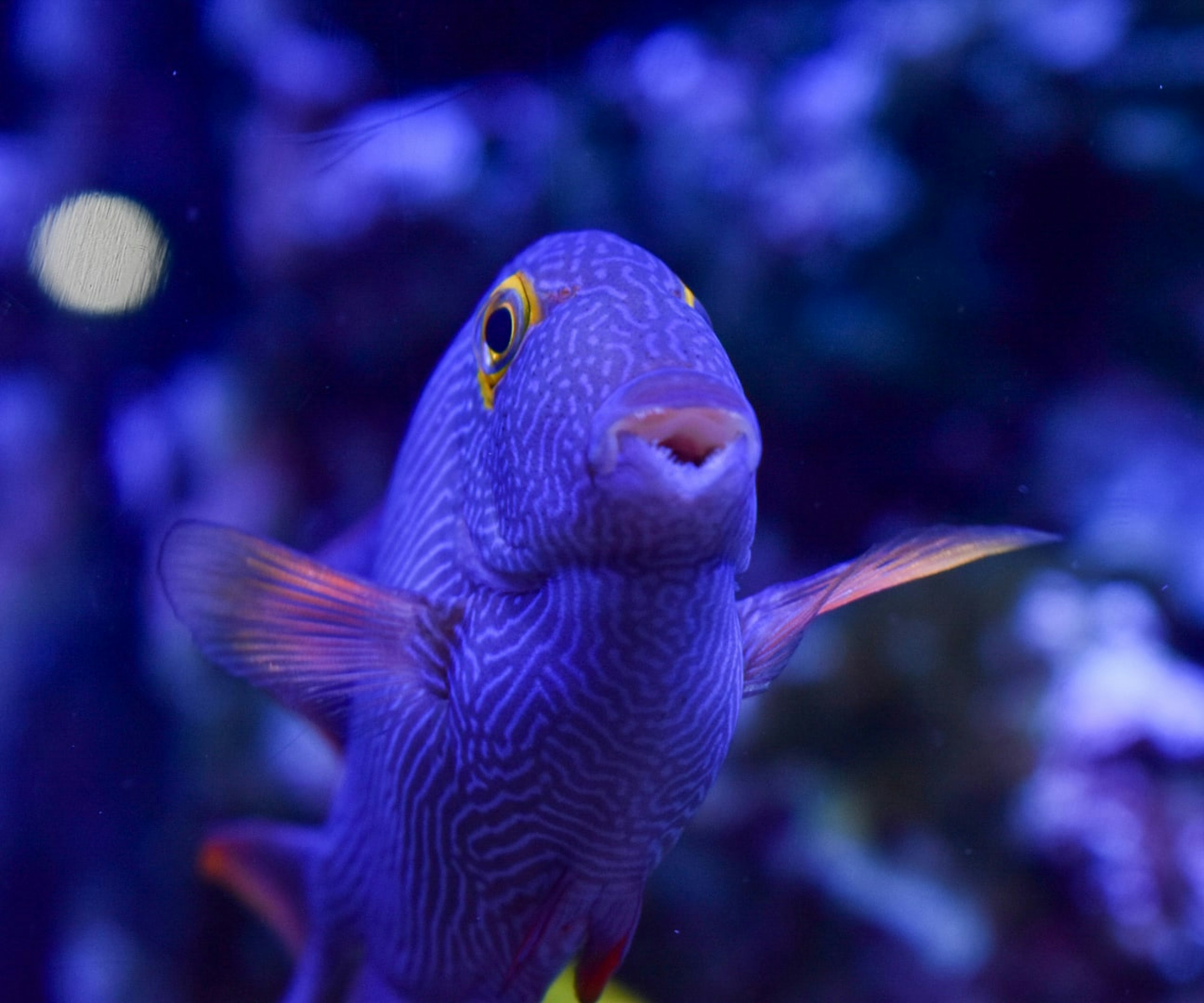 A vibrant blue fish swimming underwater showcasing unique patterns and colors