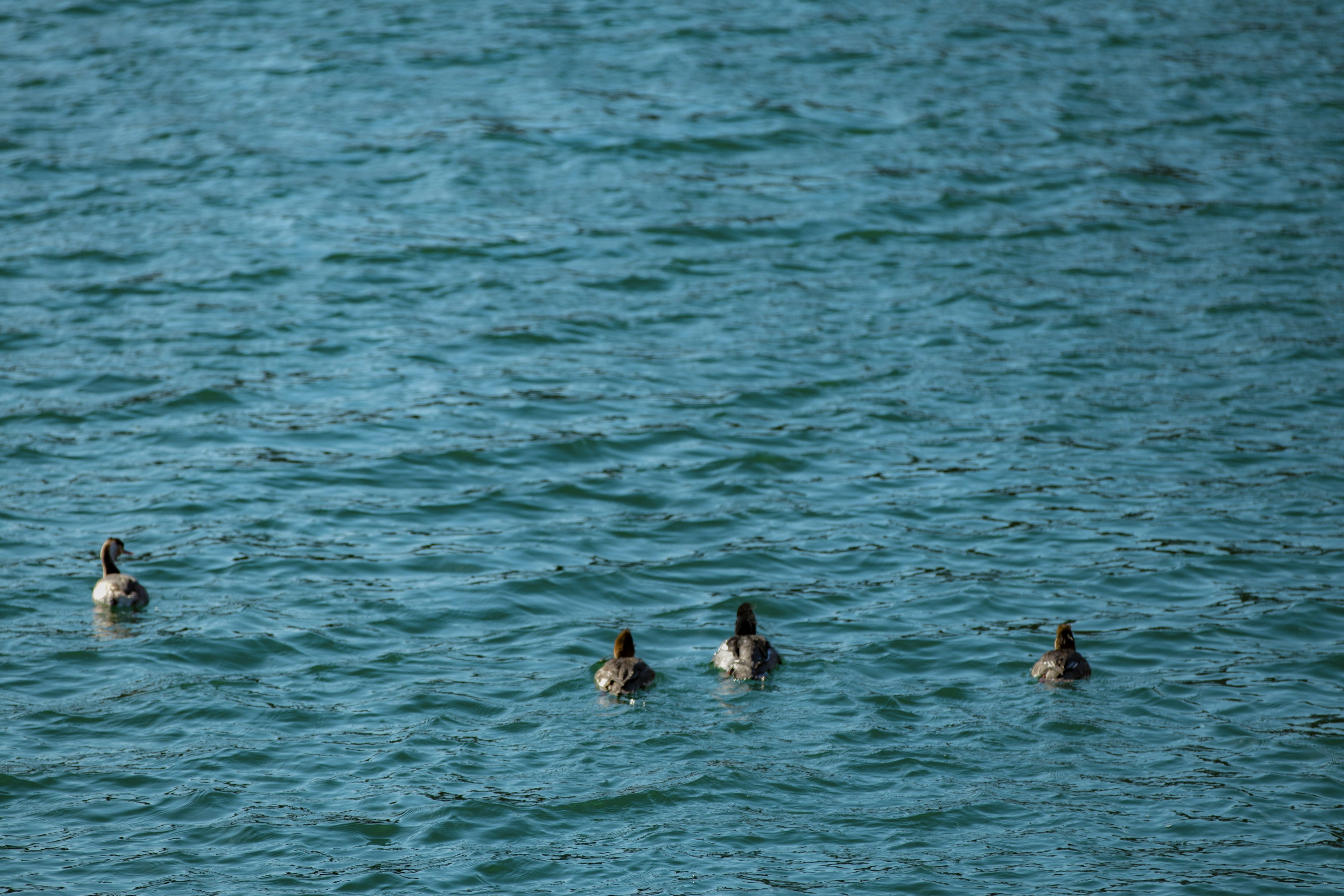 Four ducks swimming on a calm blue water surface