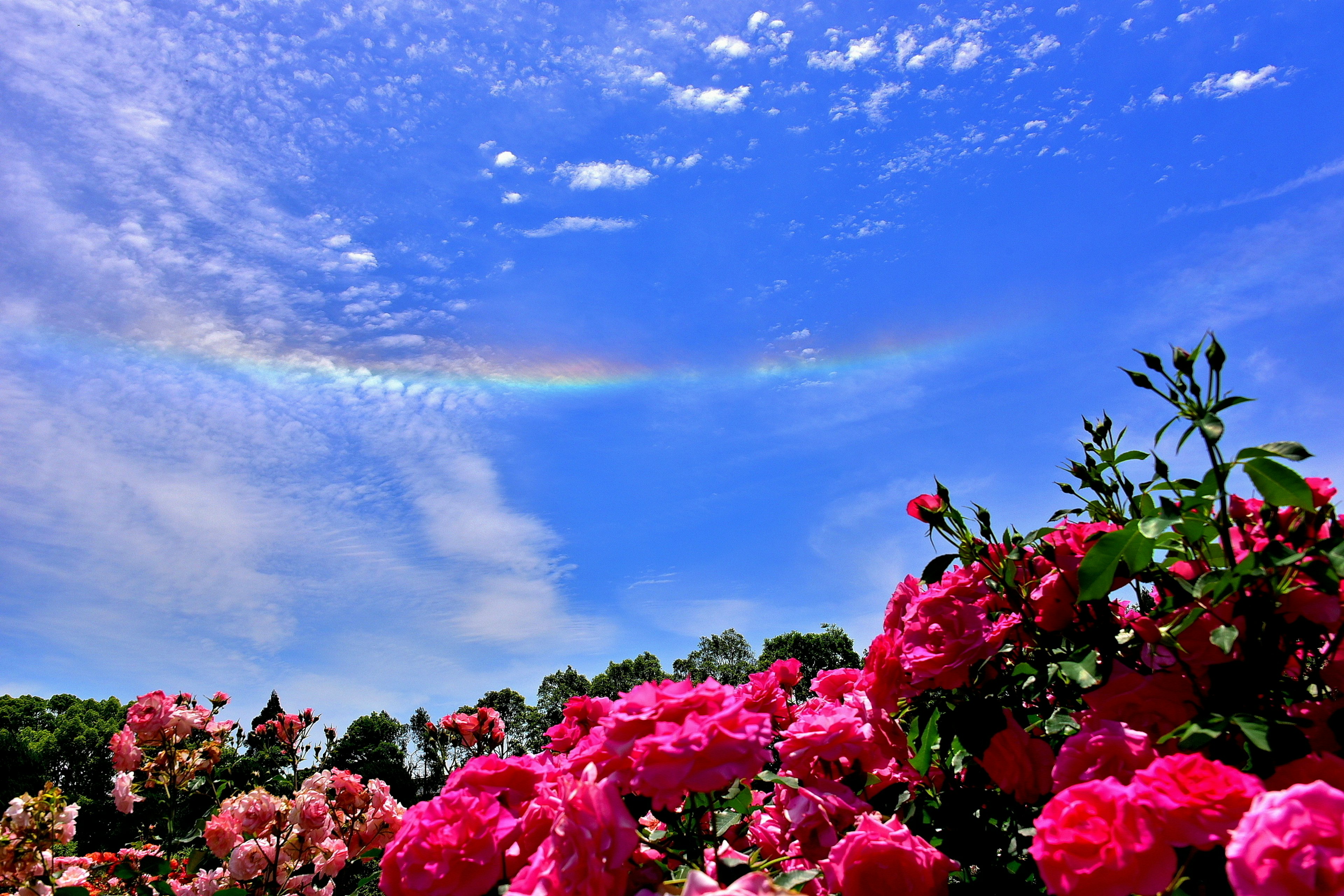 Rosas rosas en plena floración bajo un cielo azul brillante con un arcoíris