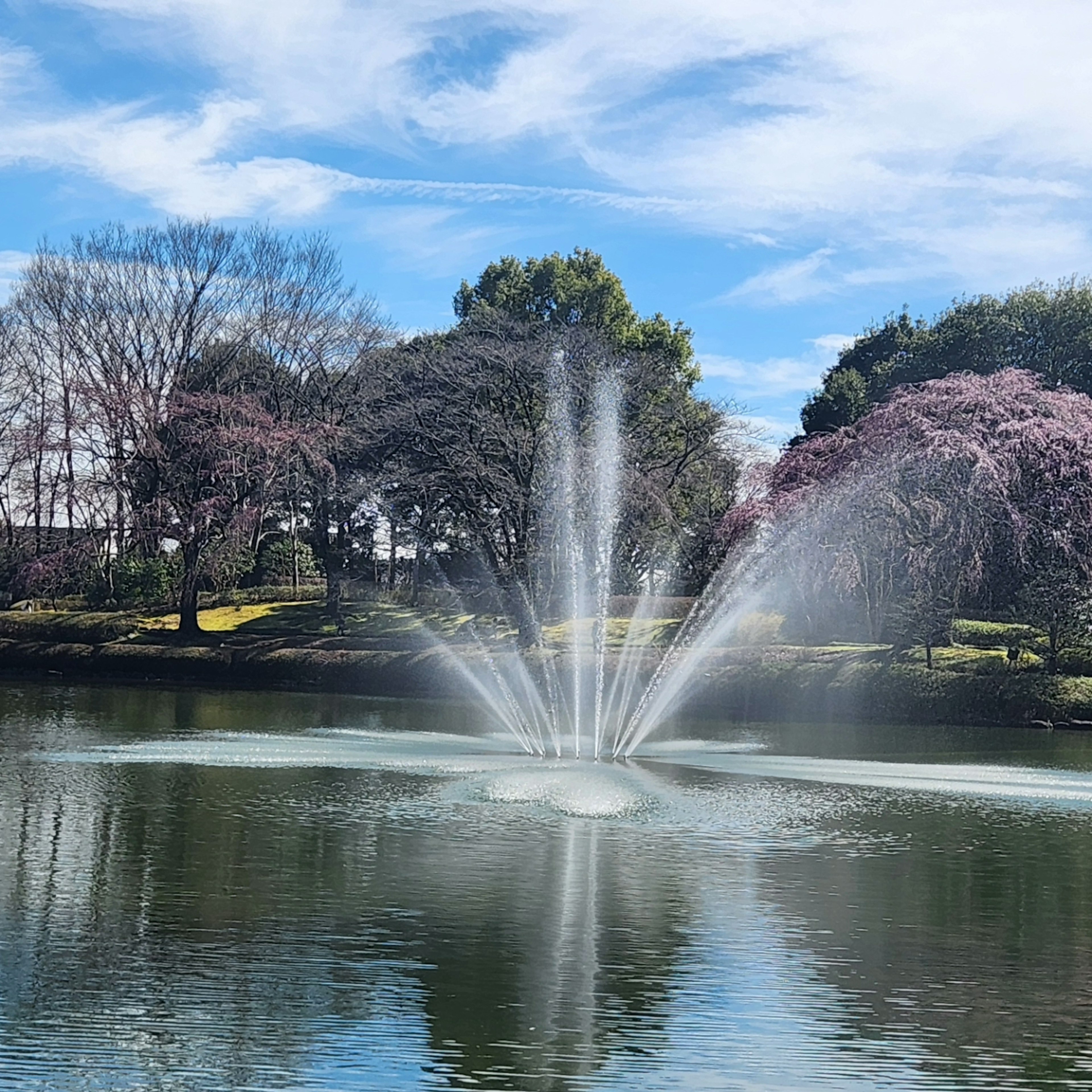 池の中央に噴水があり周囲には桜の木が見える