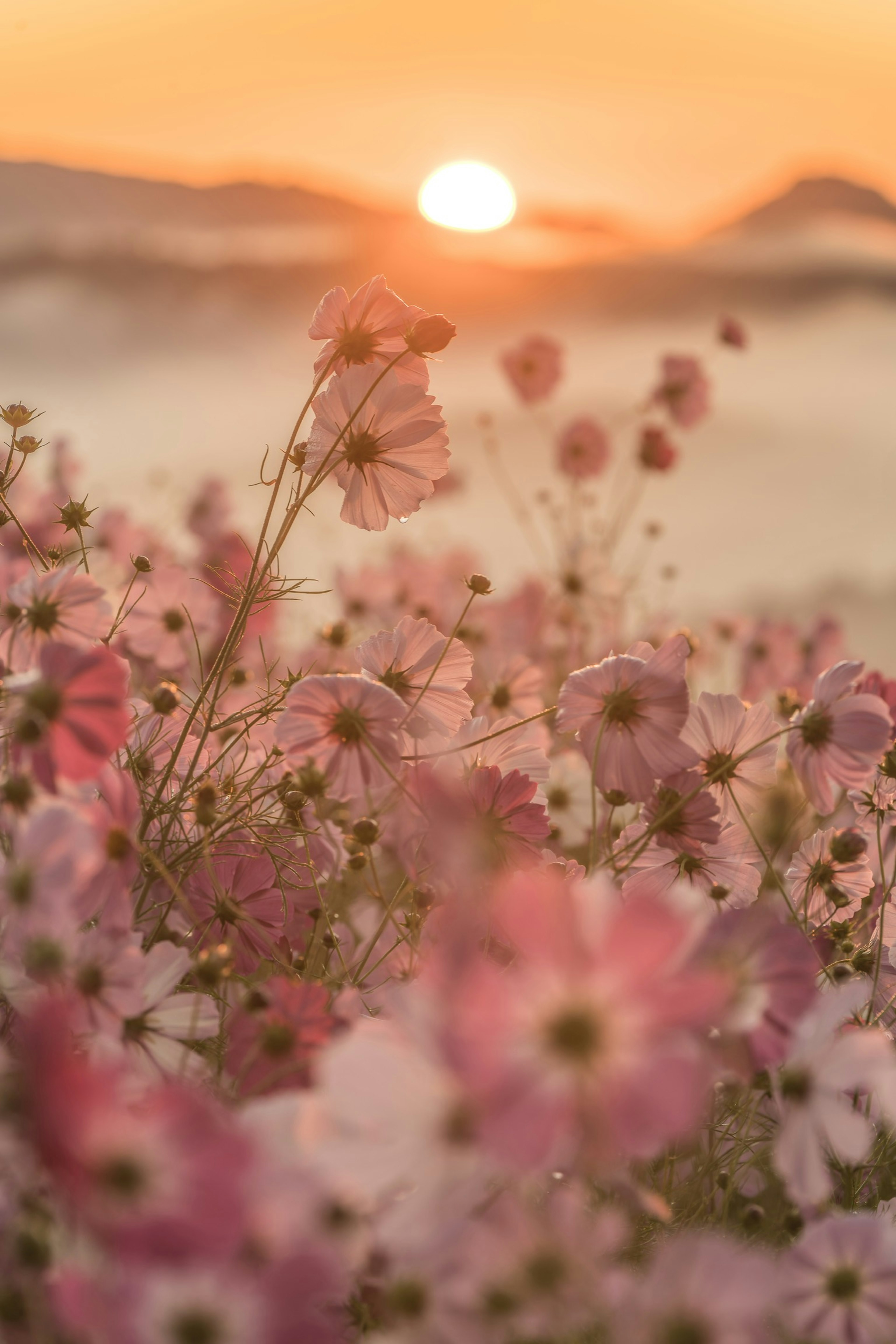 Nahaufnahme von Kosmosblumen mit Sonnenuntergang im Hintergrund