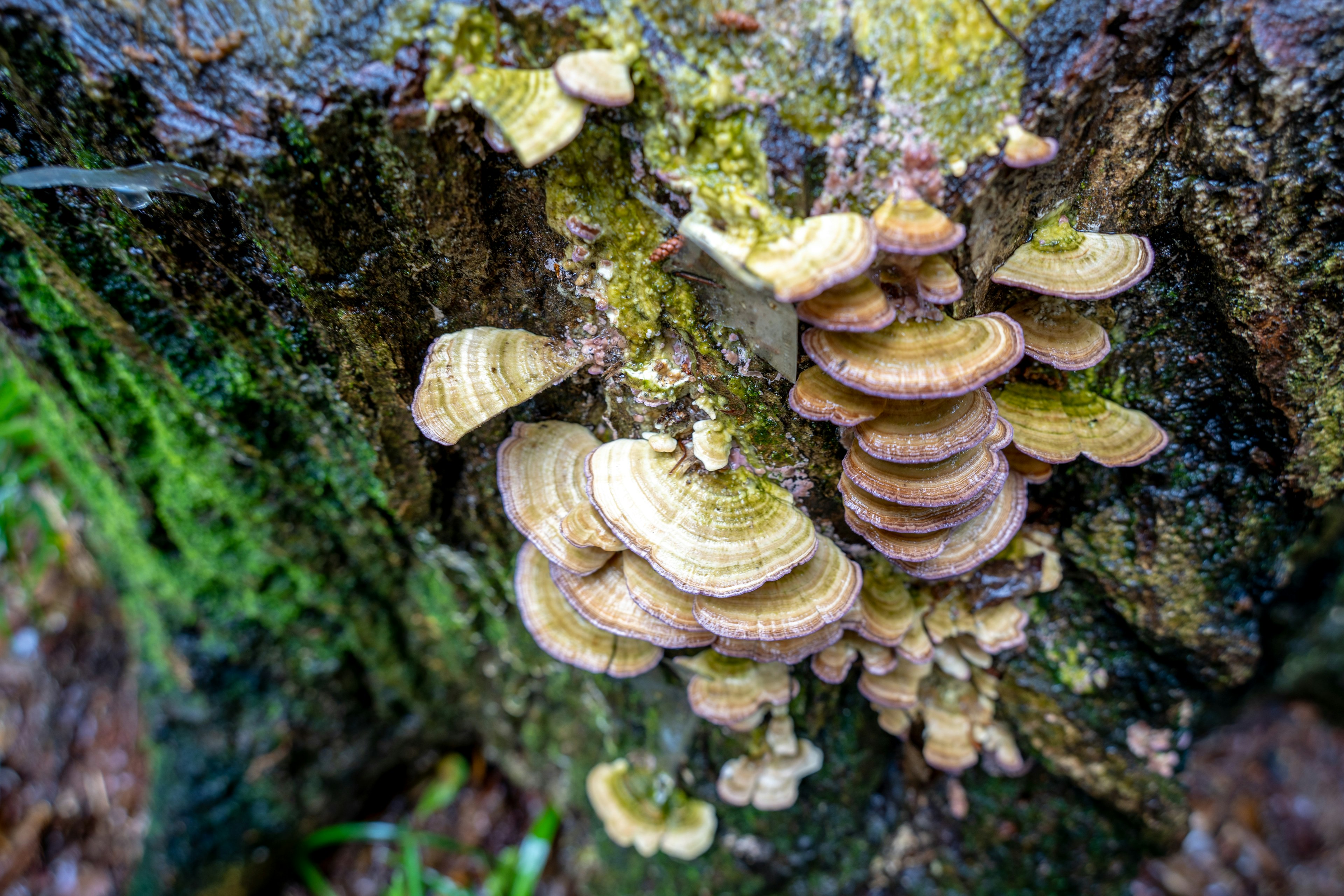 Close-up of multiple mushrooms growing on a tree trunk