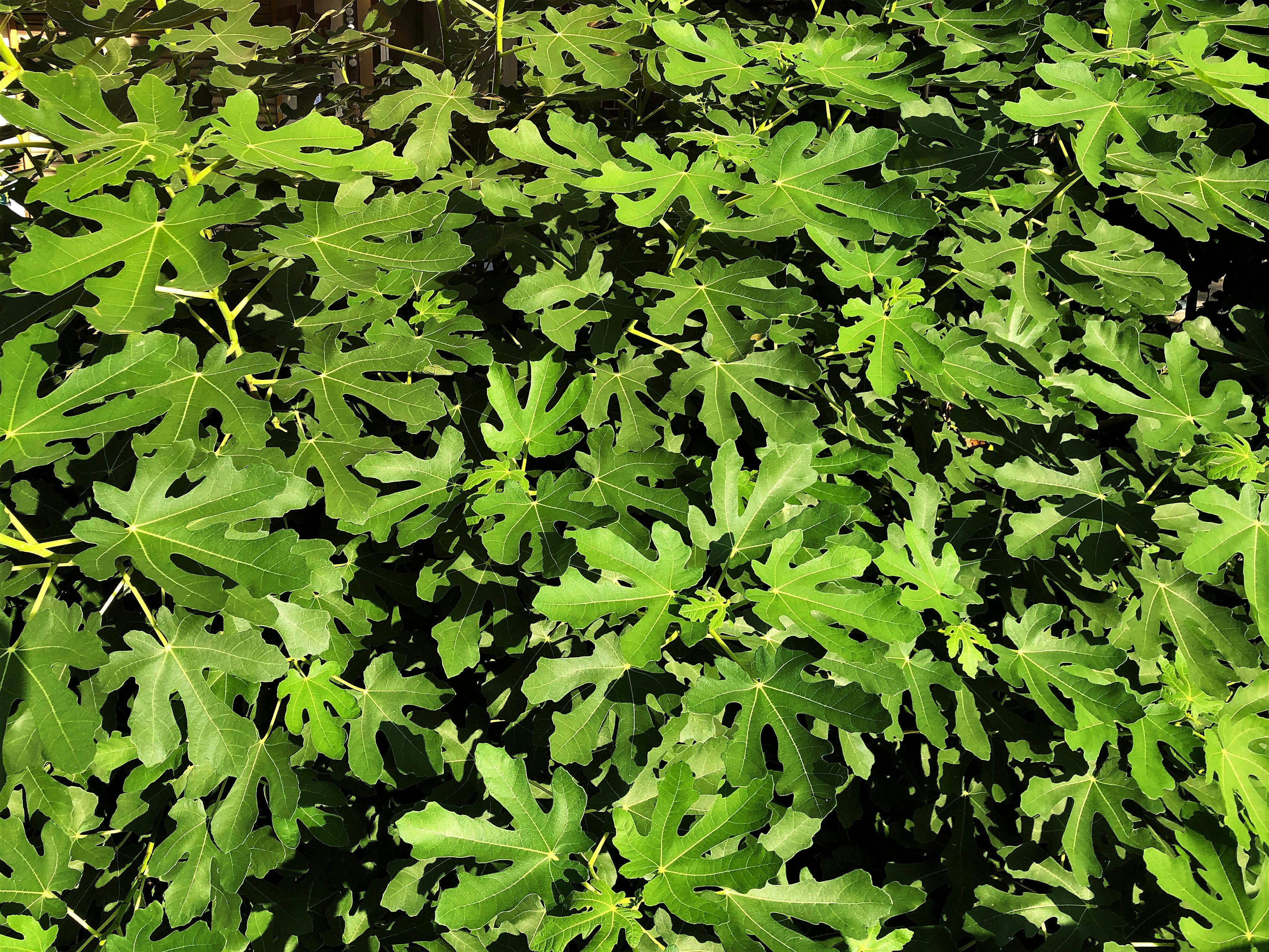 緑の葉が茂る植物の群生