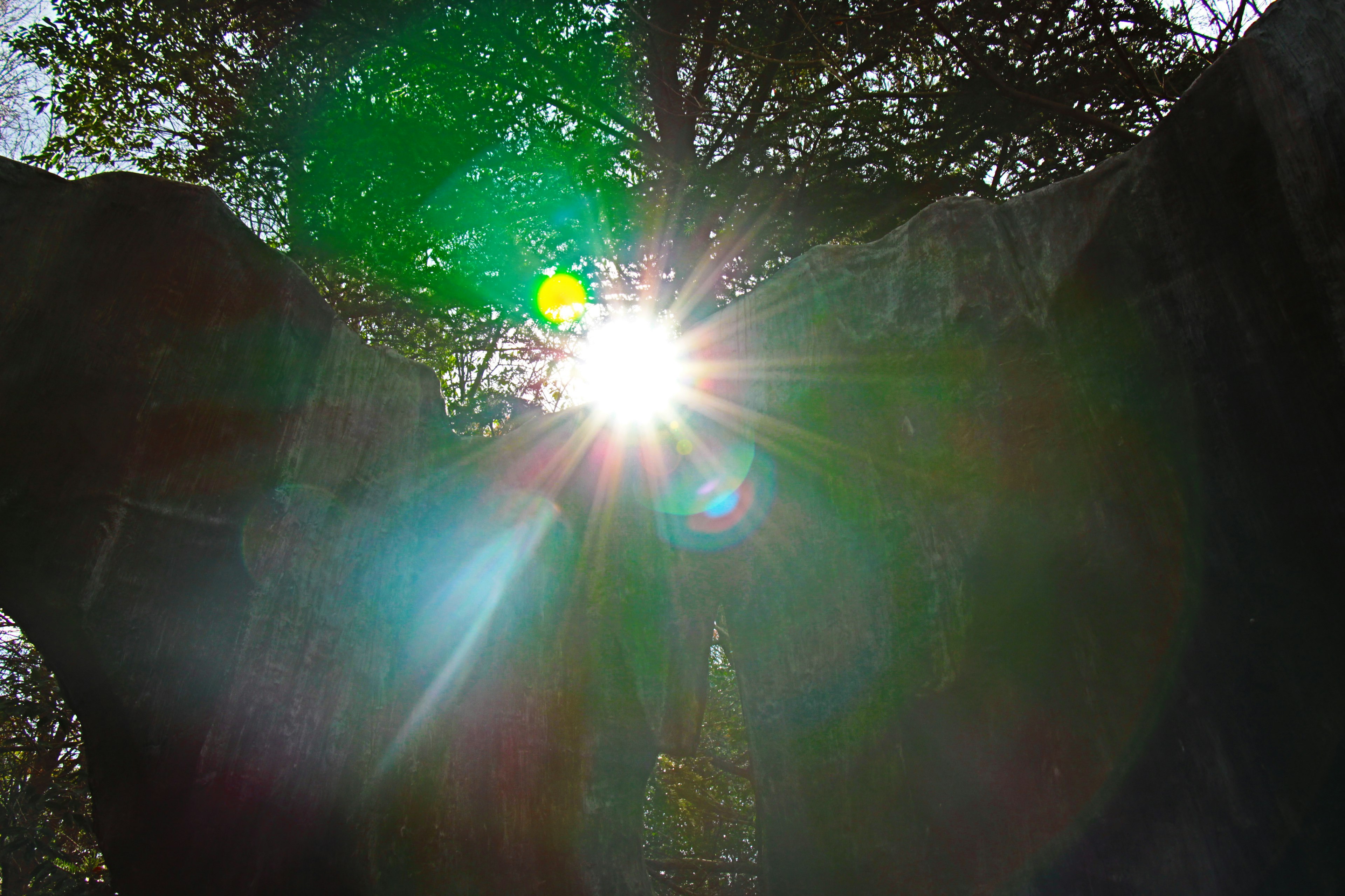 Luz del sol filtrándose entre los árboles con destello verde