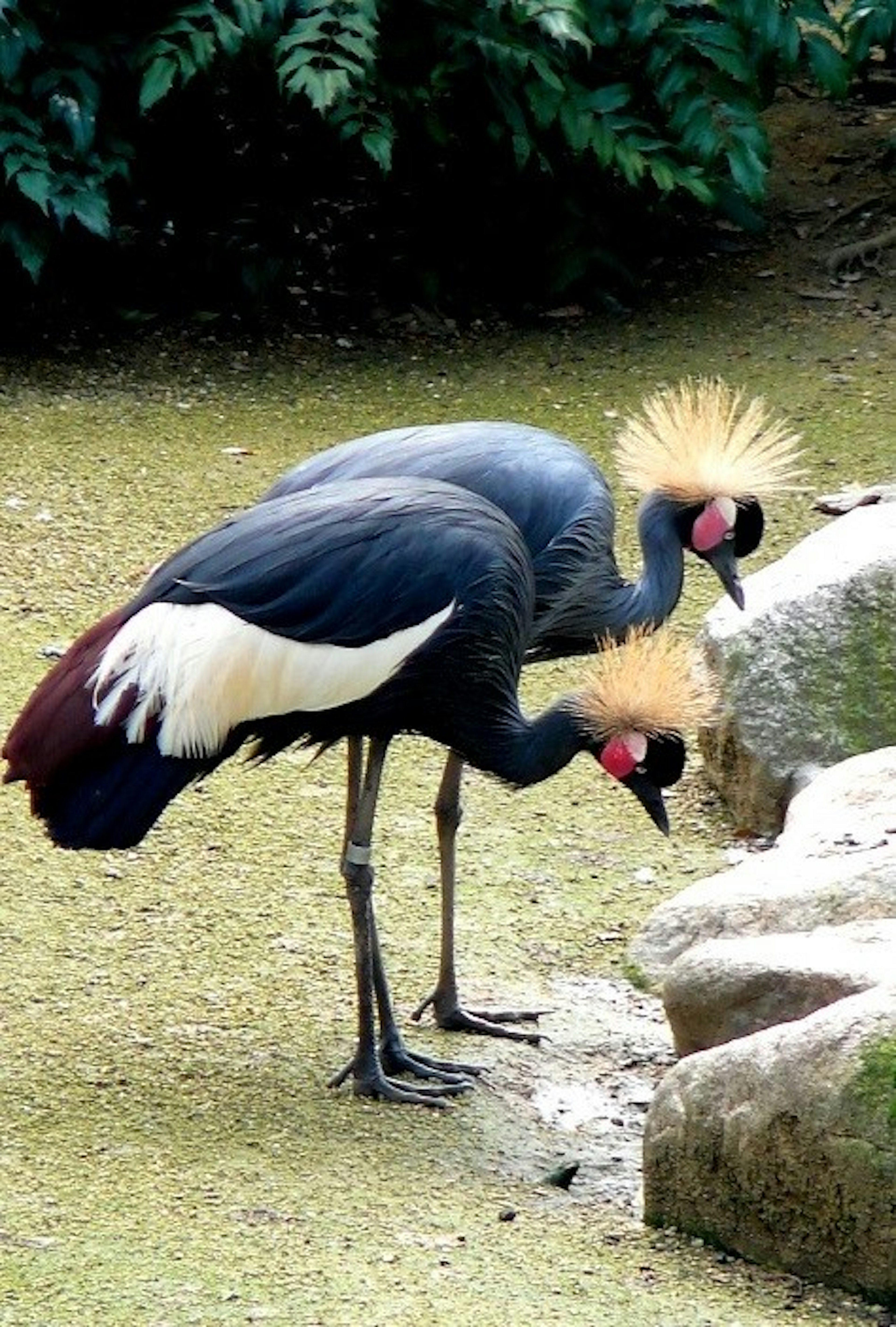 Two crowned cranes foraging near a rock