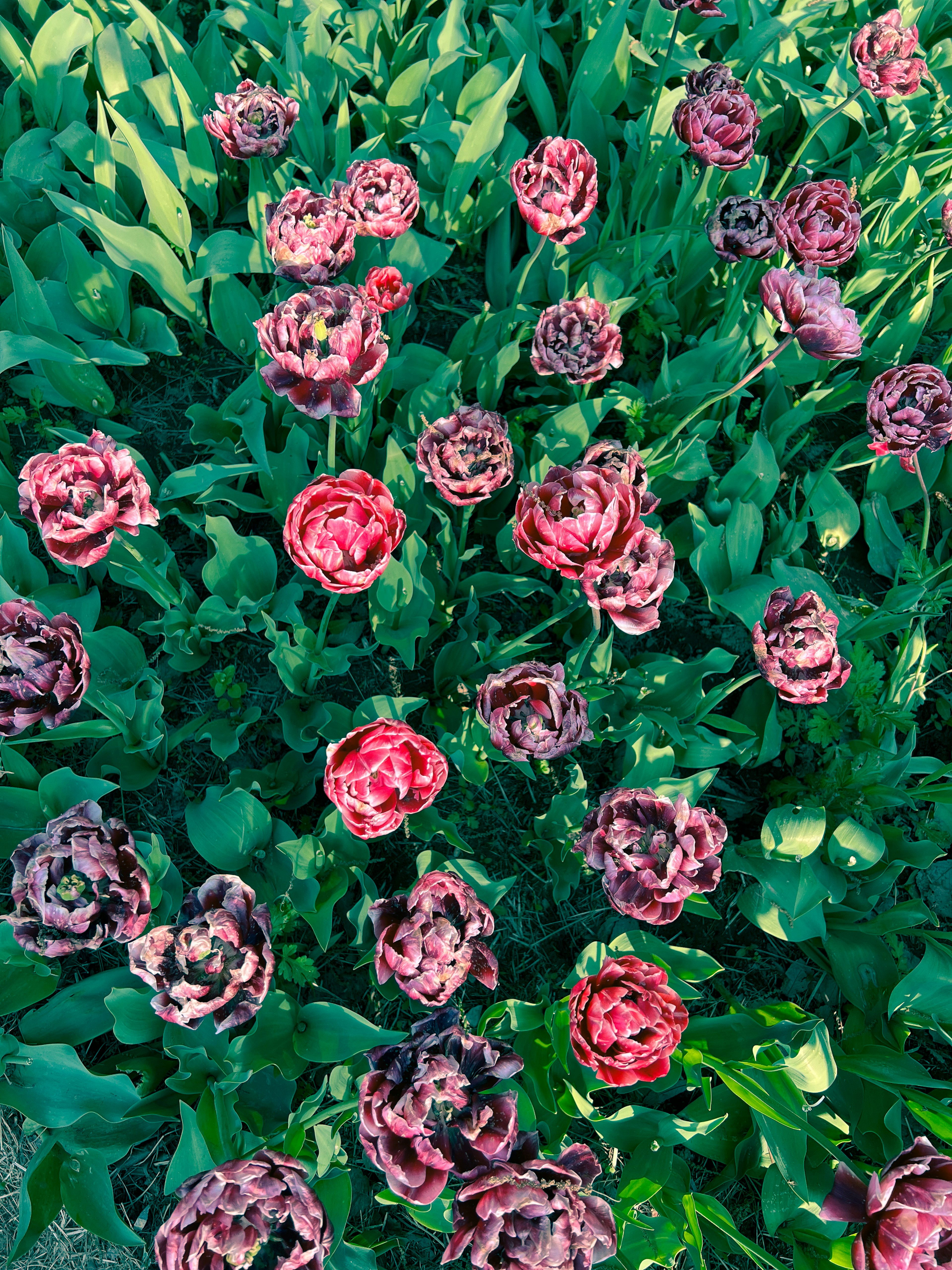 Pandangan udara ladang tulip yang cerah dengan bunga merah muda dan ungu