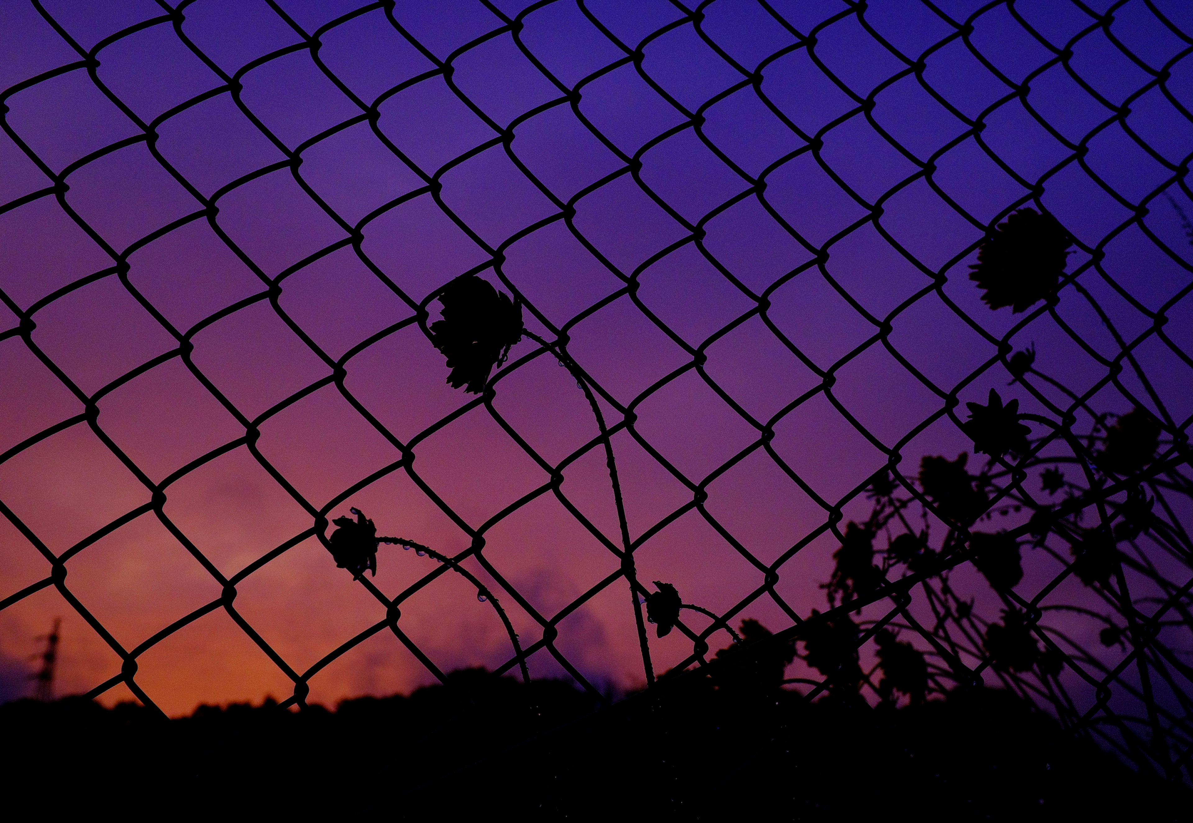 Silueta de una cerca con flores contra un atardecer de degradado púrpura y naranja