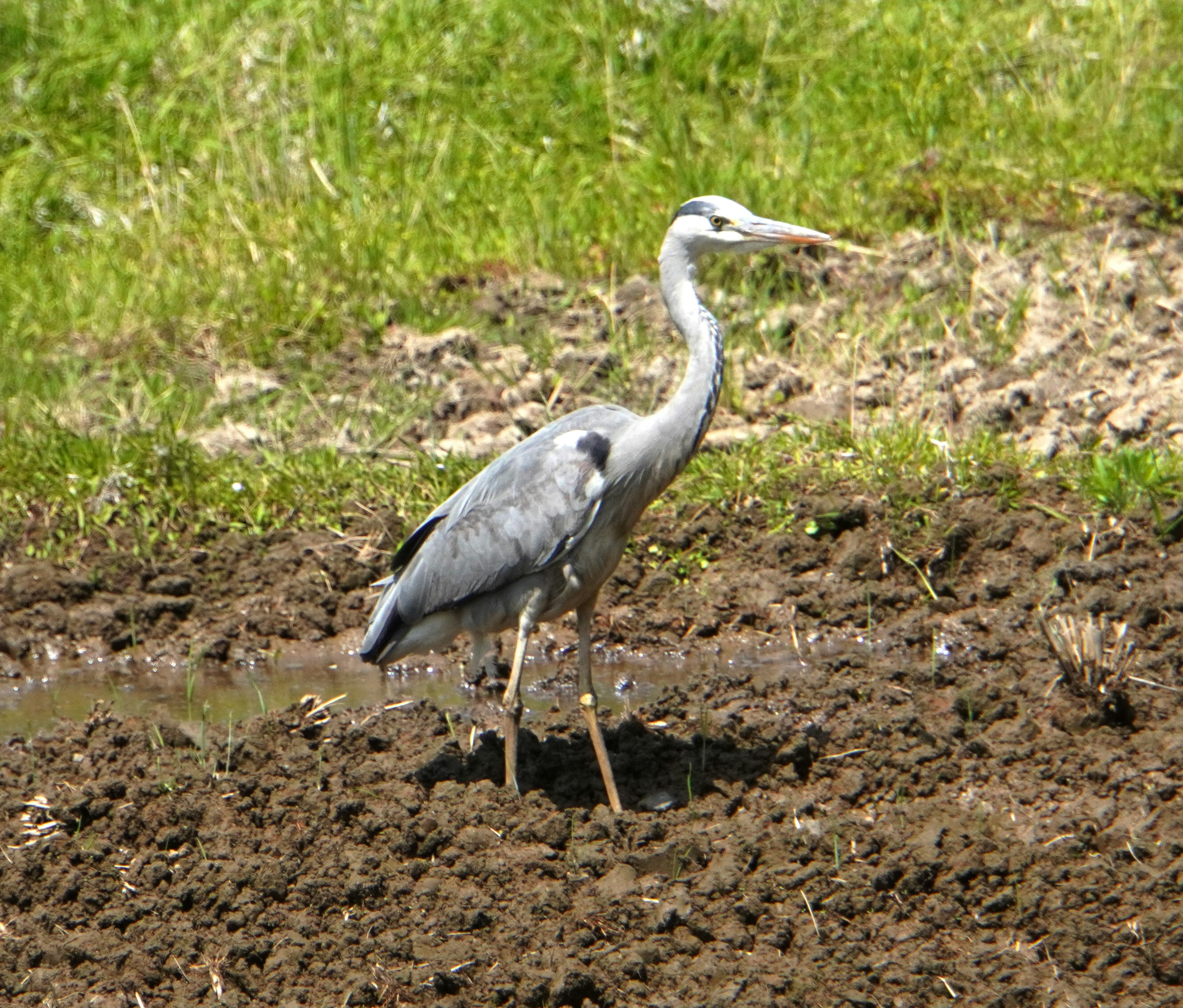 Una garza gris de pie sobre suelo húmedo