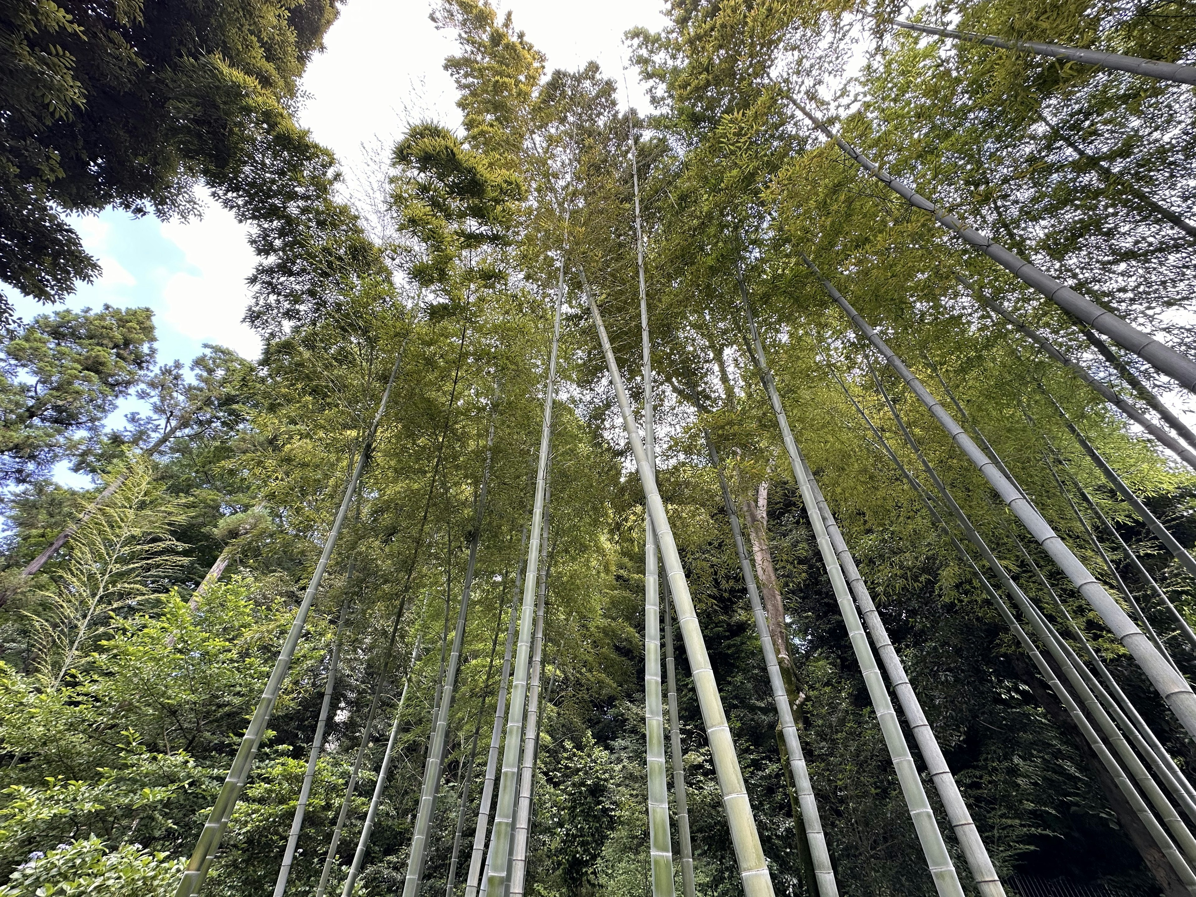 Hermosa vista de altos árboles de bambú que se elevan hacia el cielo