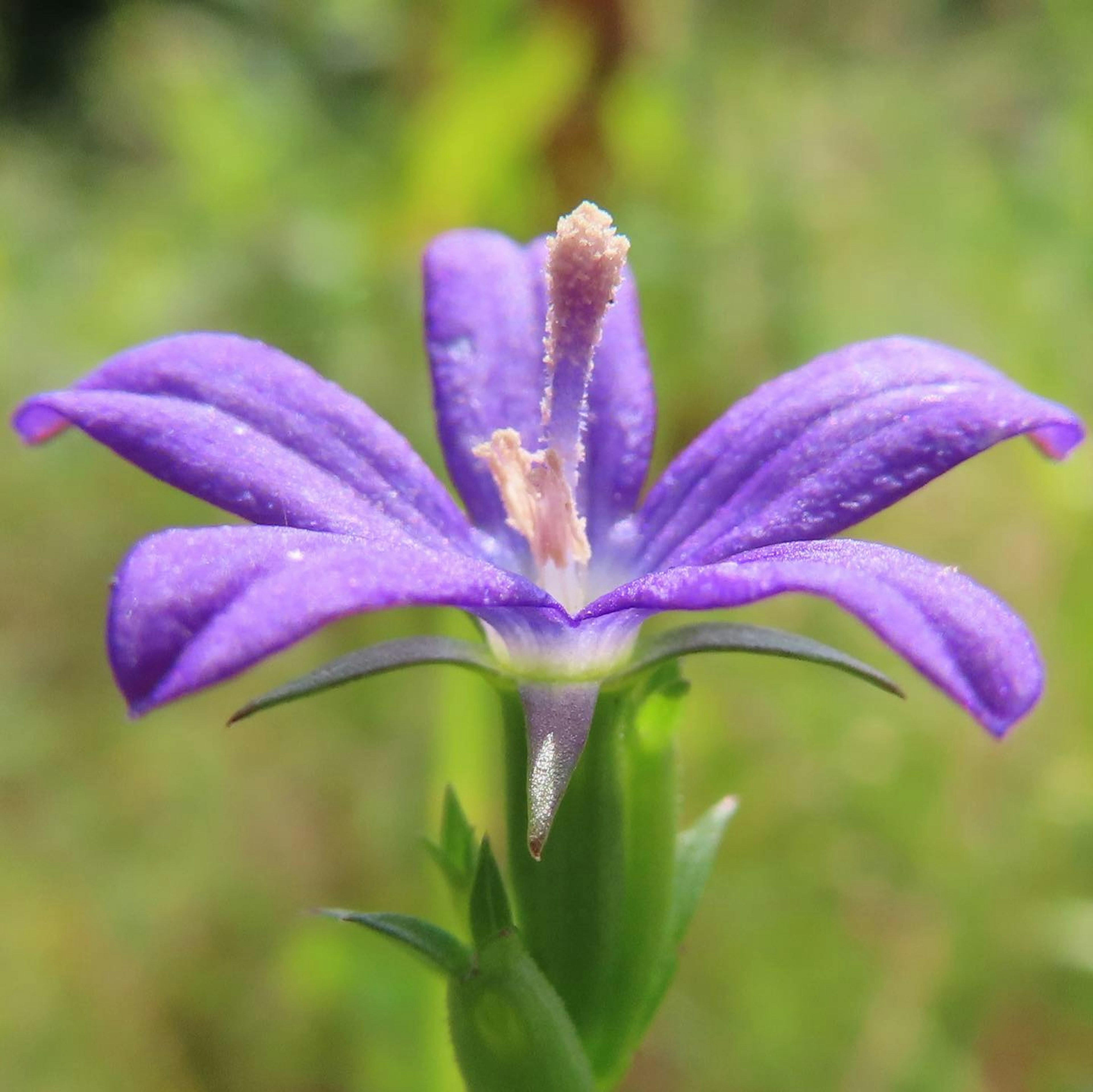 Vibrant purple flower with a green background