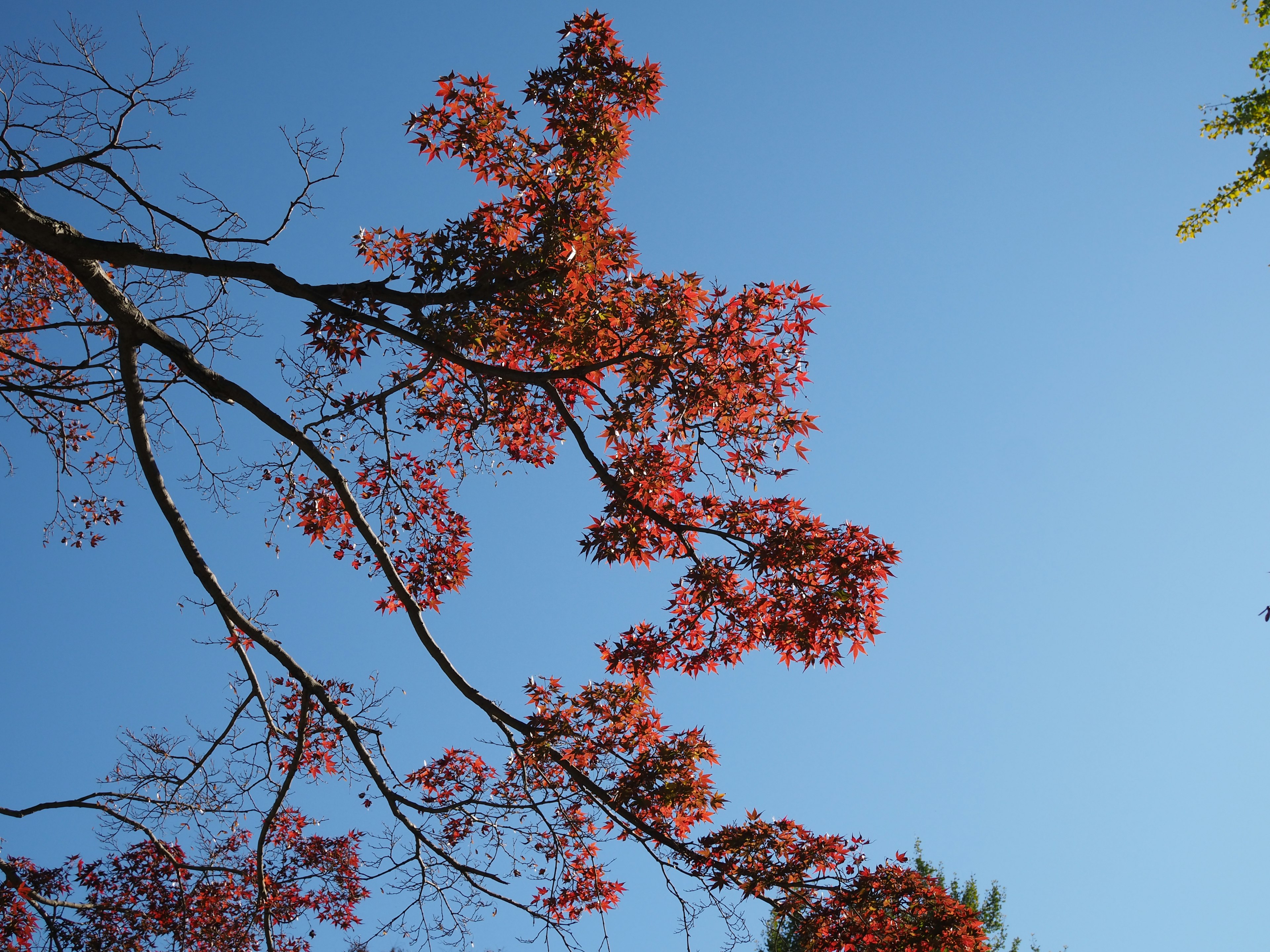 青空の下に鮮やかな花を持つ枝