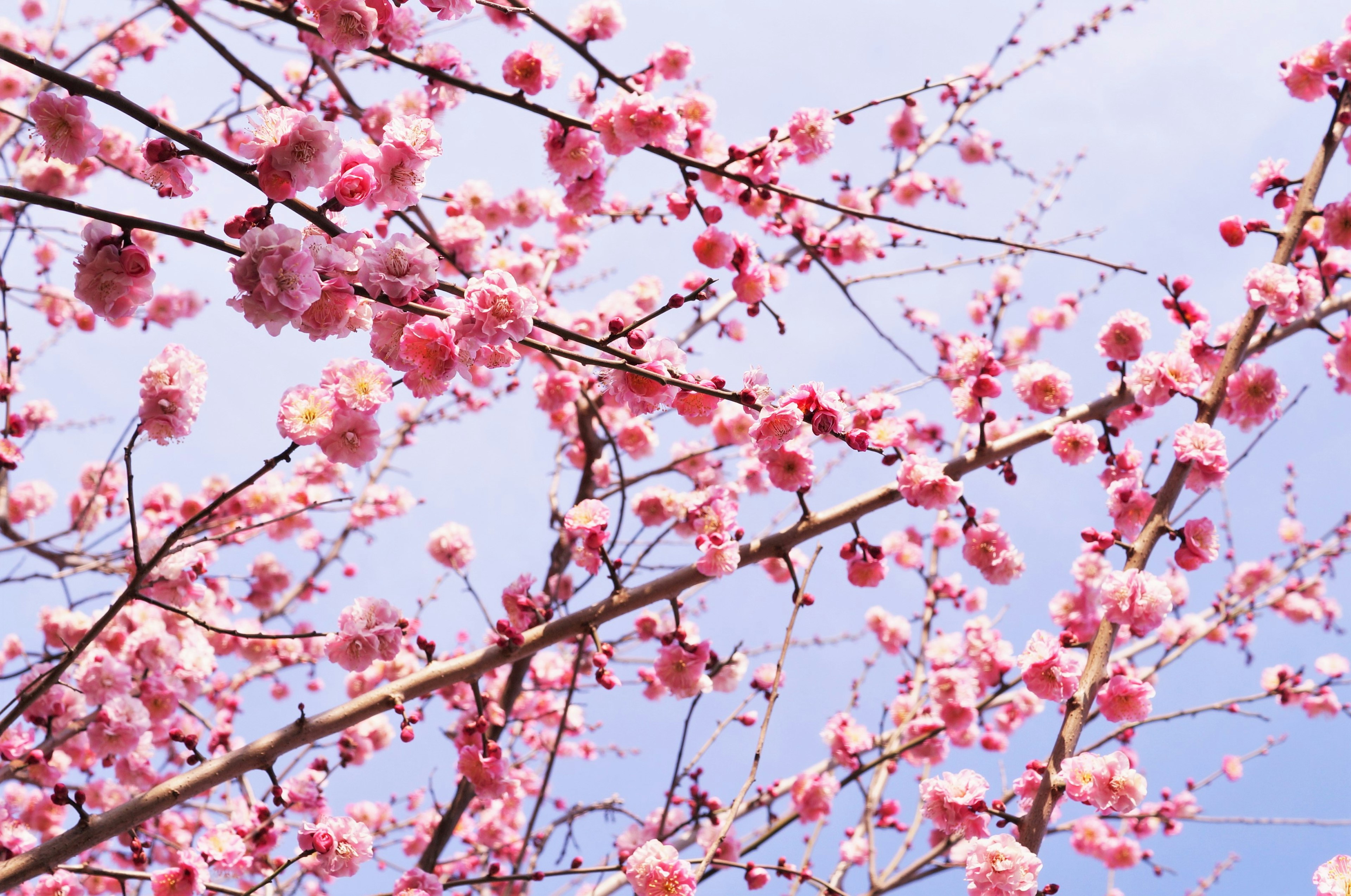 Close-up of cherry blossom branches against a blue sky