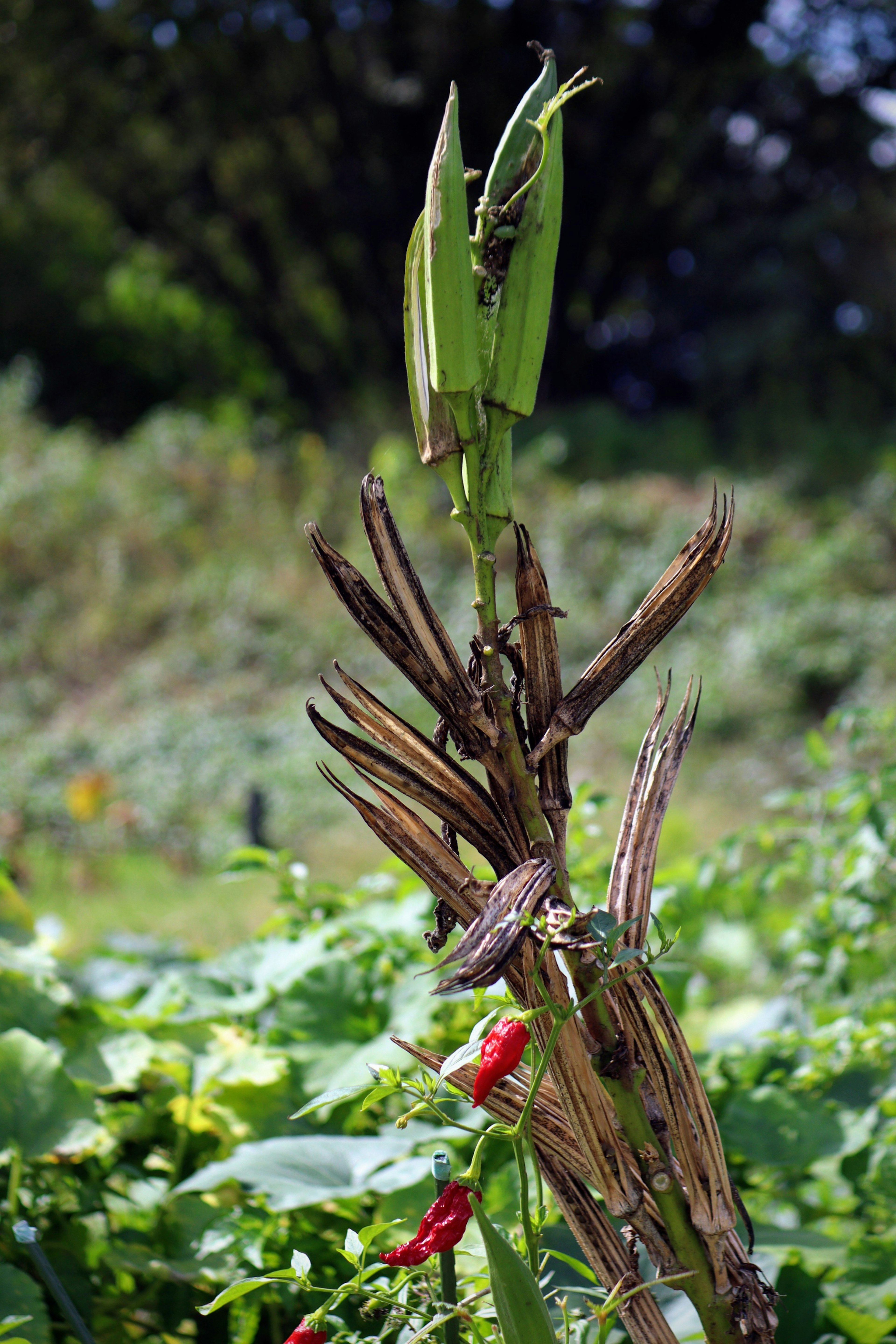 緑色のさやと茶色の豆がある植物の茎