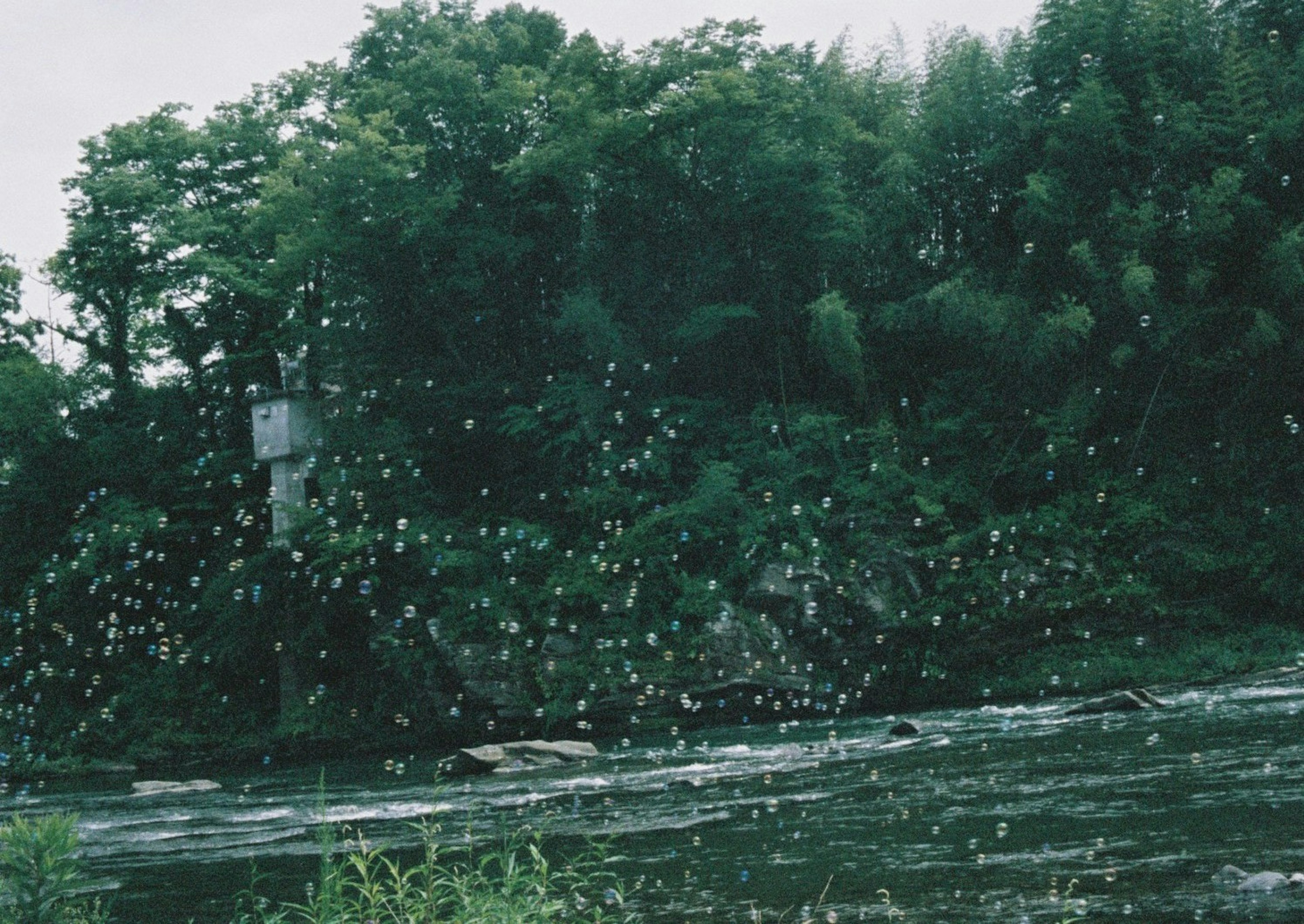 Eine Landschaft mit einem Fluss und Bäumen, in der weiße Schmetterlinge fliegen