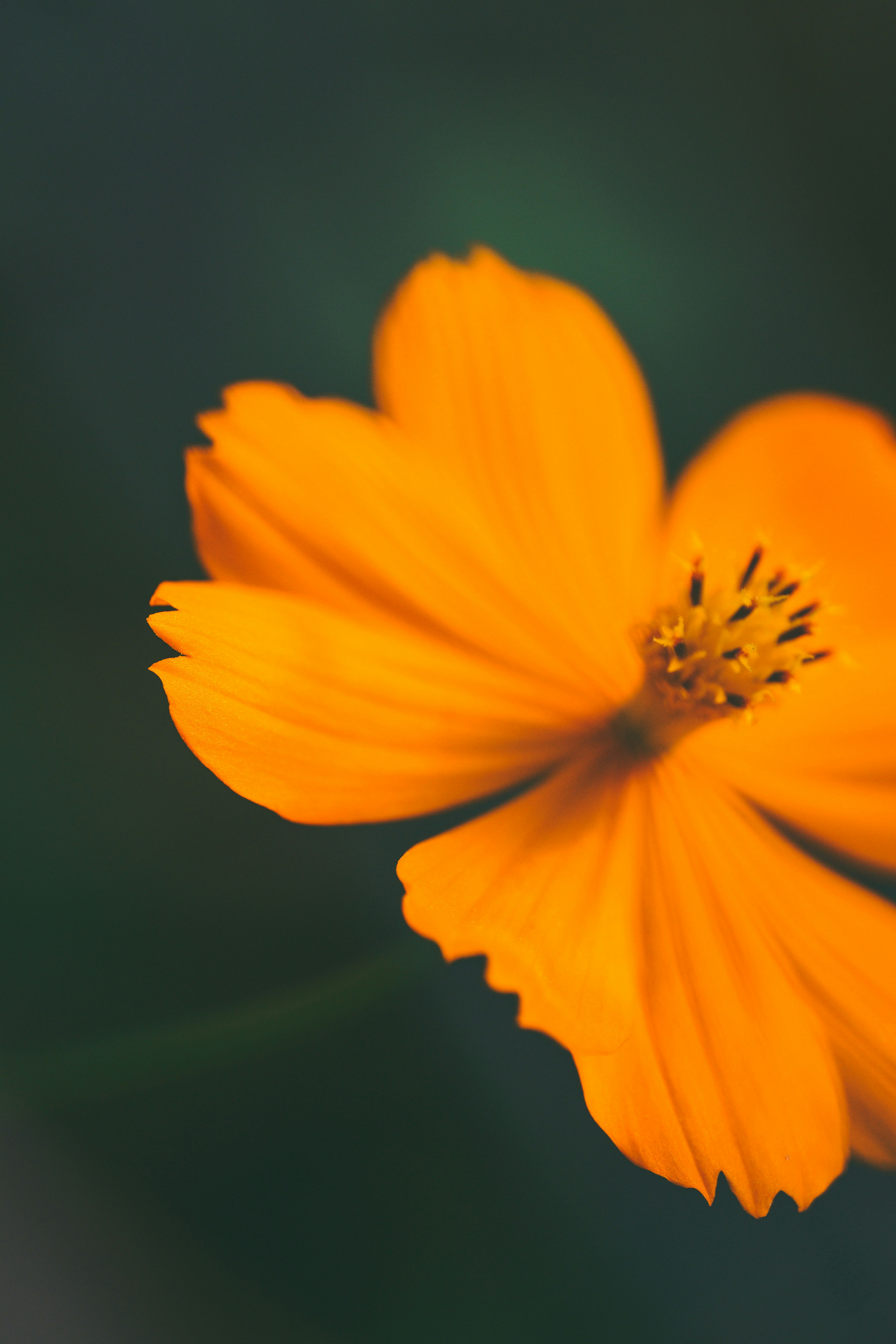 オレンジ色の花びらが特徴的な花のクローズアップ画像