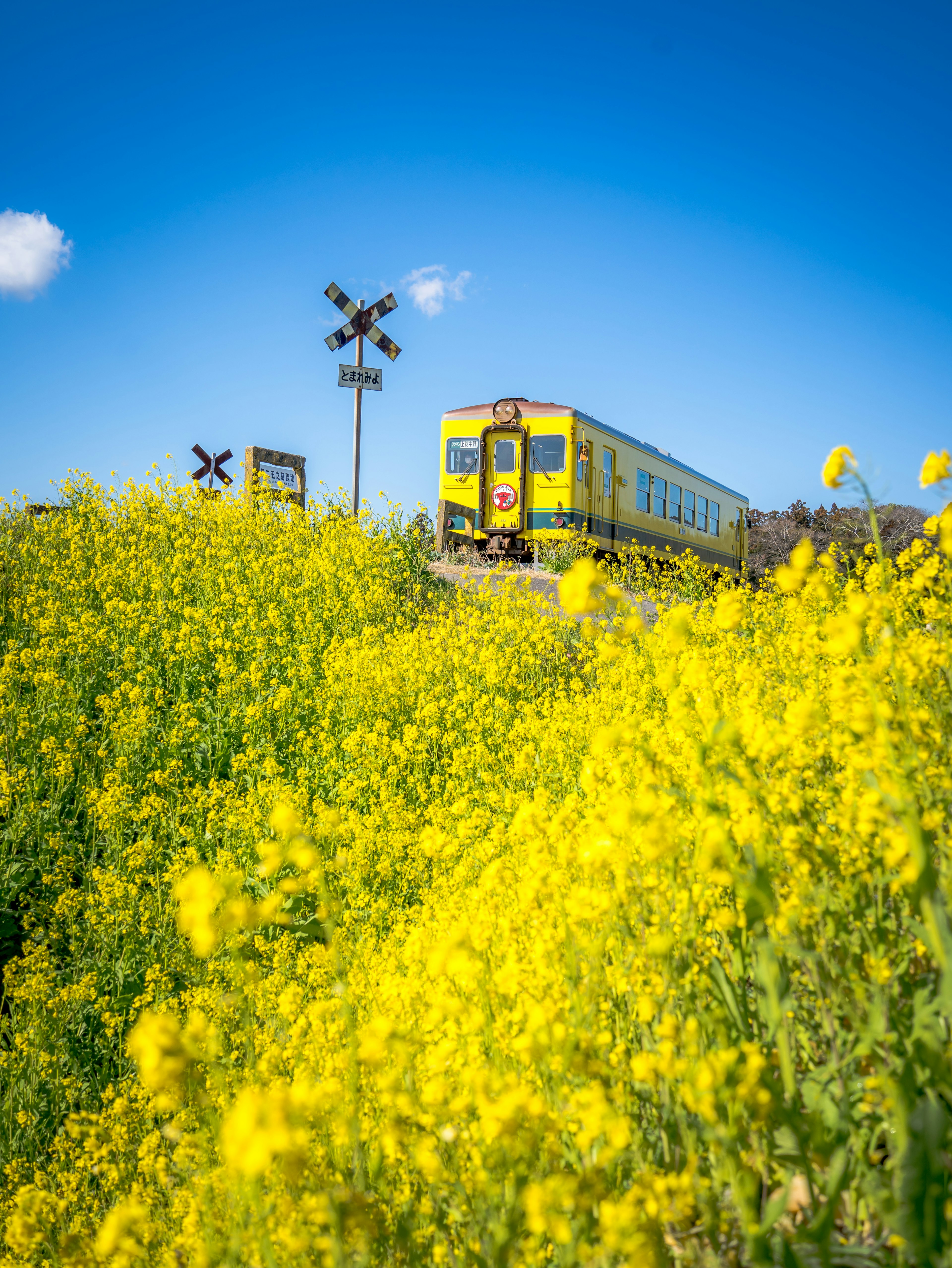 รถไฟที่ผ่านทุ่งดอกไม้สีเหลืองใต้ท้องฟ้าสีฟ้า