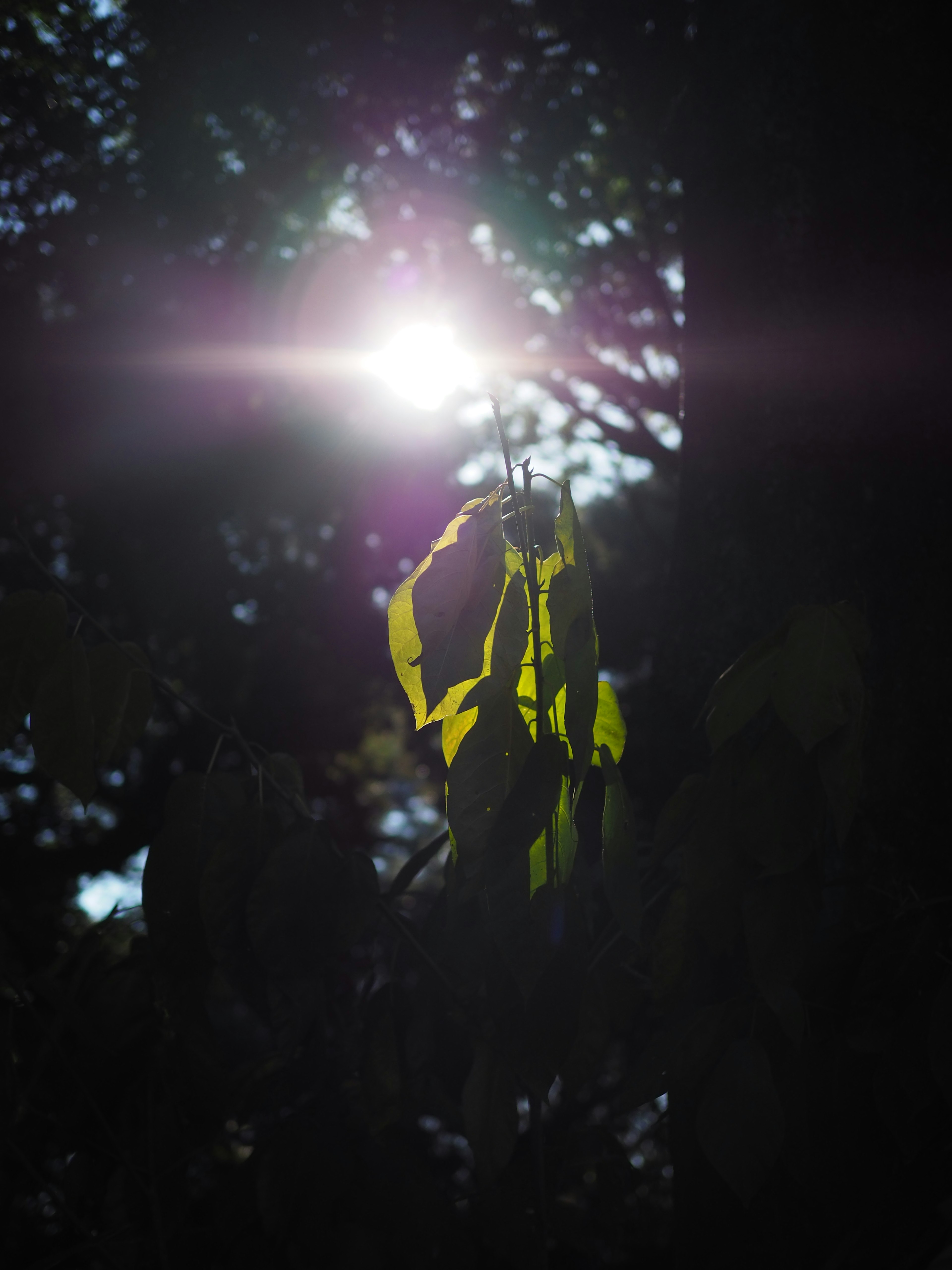 Green leaves illuminated by sunlight in a dark forest