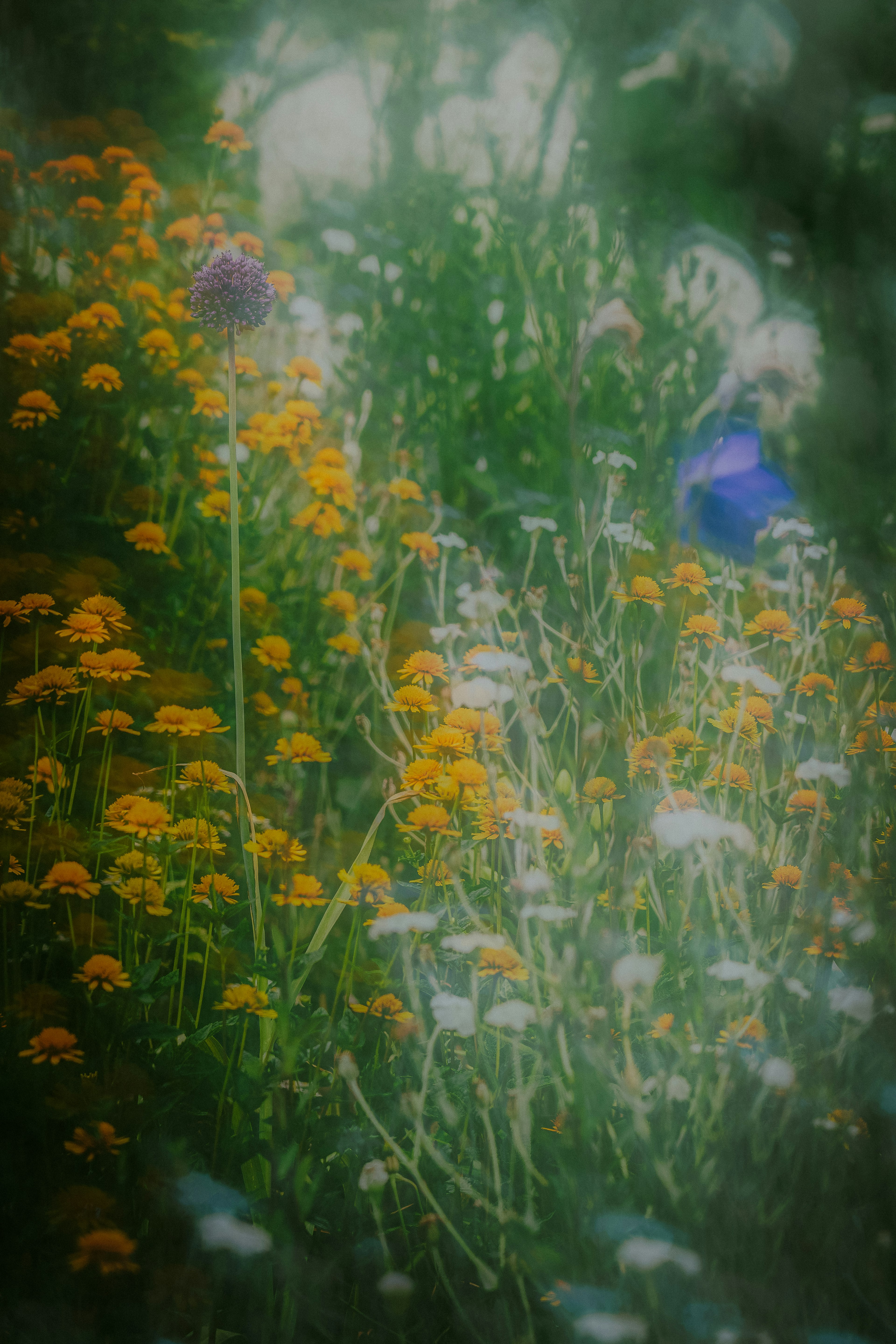 Paesaggio morbido con una varietà di fiori colorati