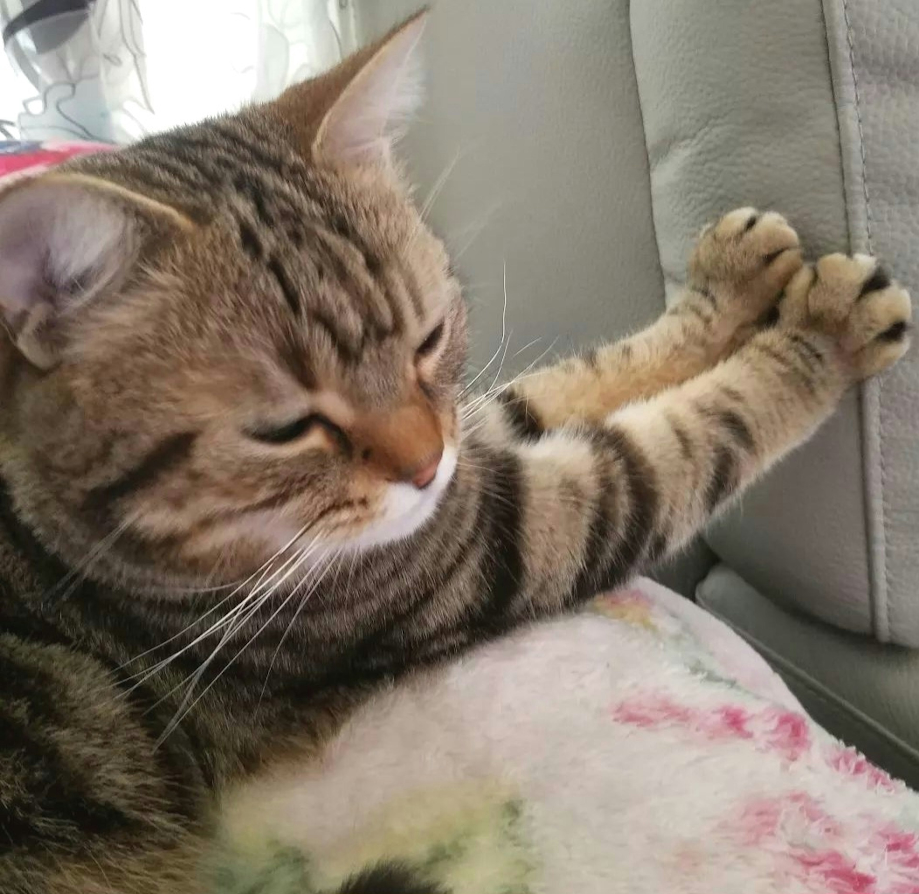 Brown striped cat lying on a sofa