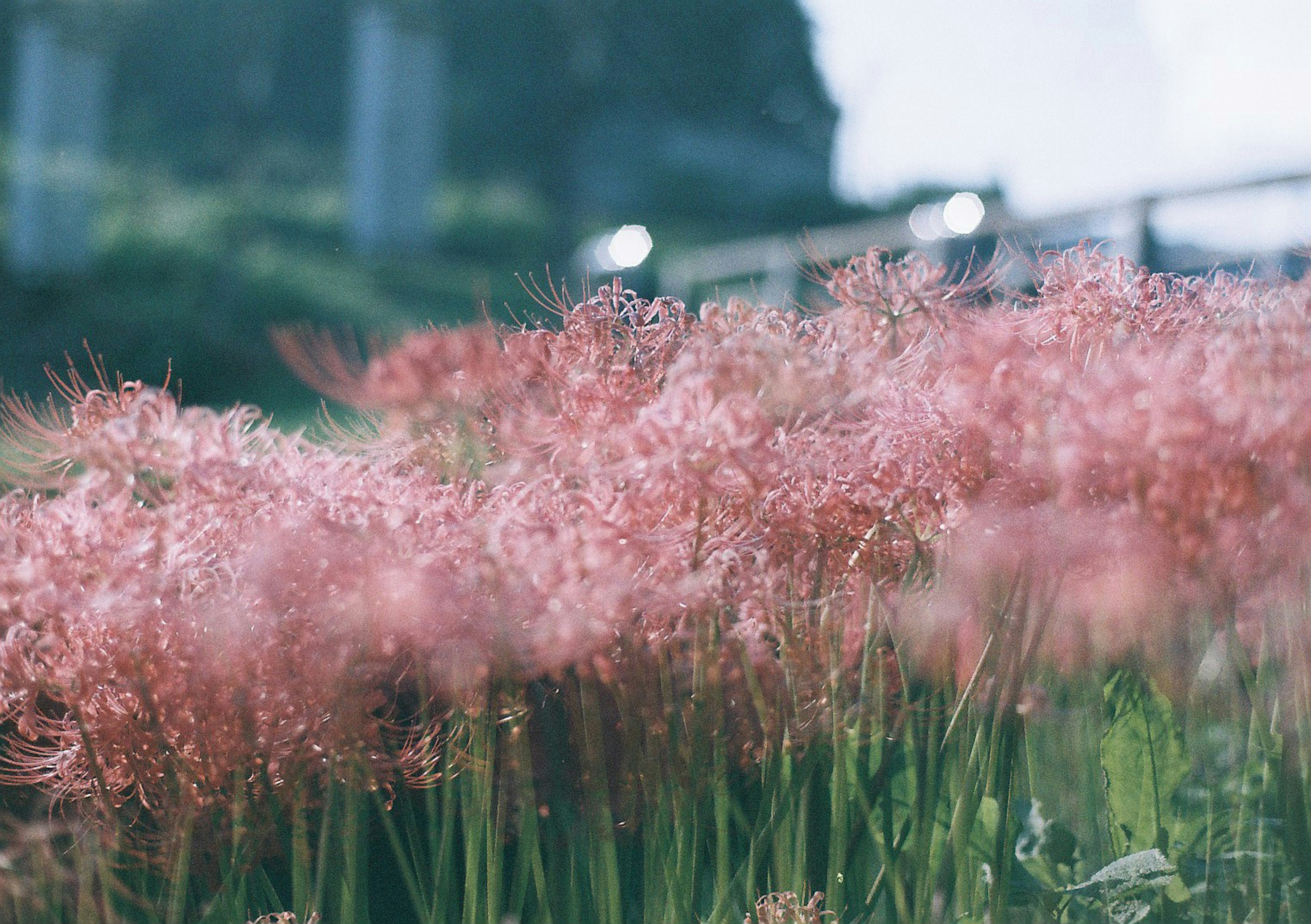 淡いピンクの花が咲く野原の風景