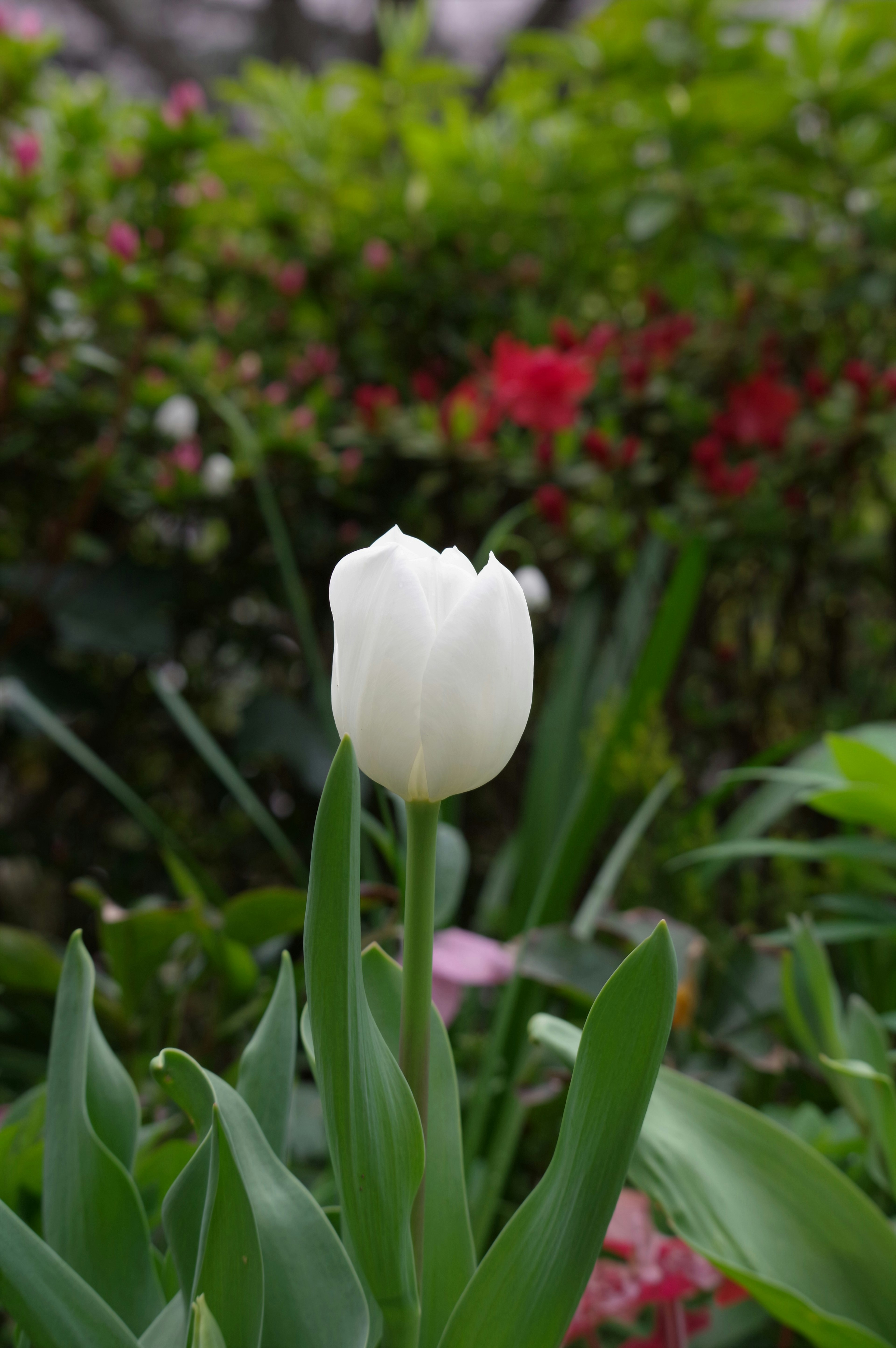 A white tulip surrounded by green leaves and colorful flowers