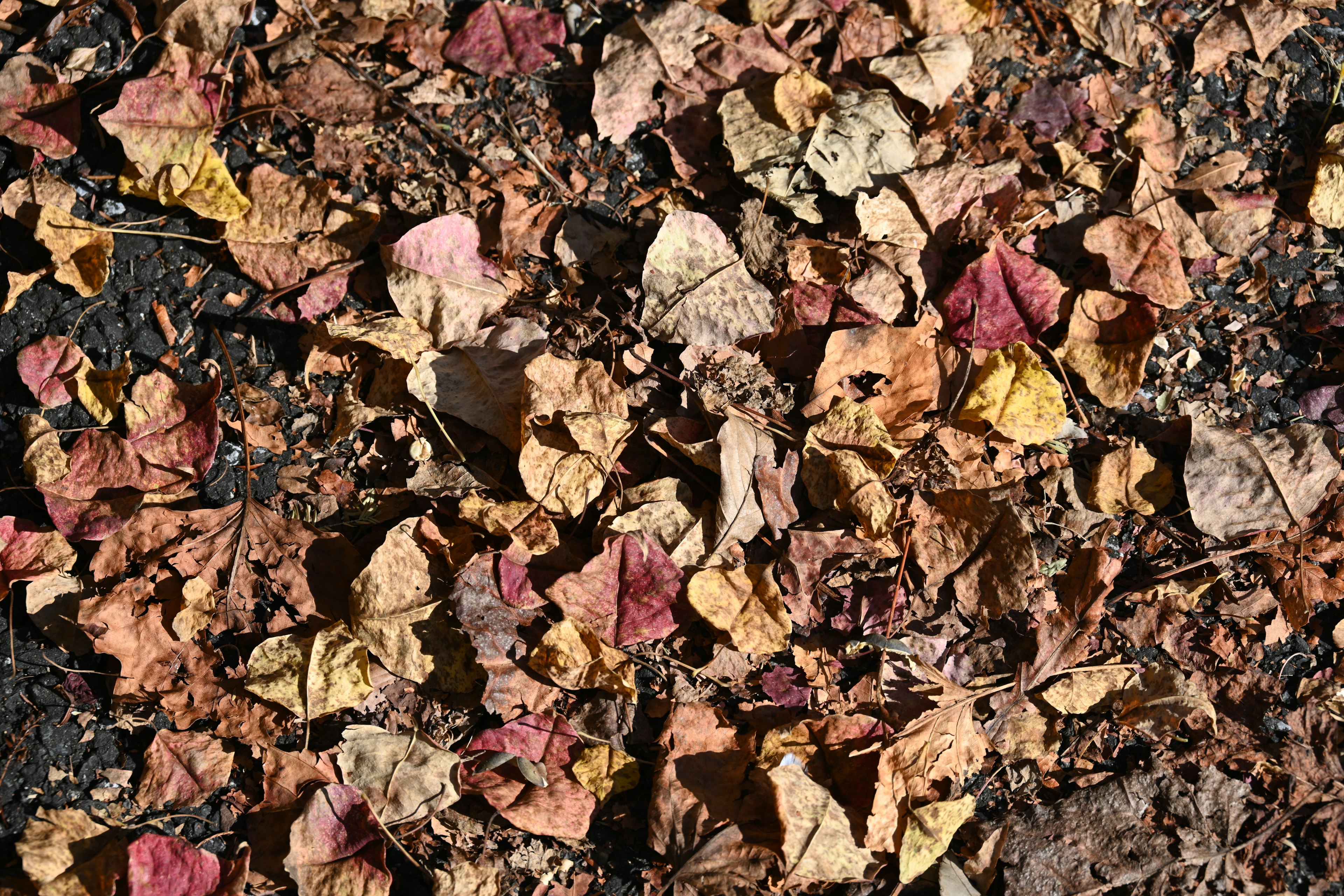 Colorful dried leaves scattered on the ground