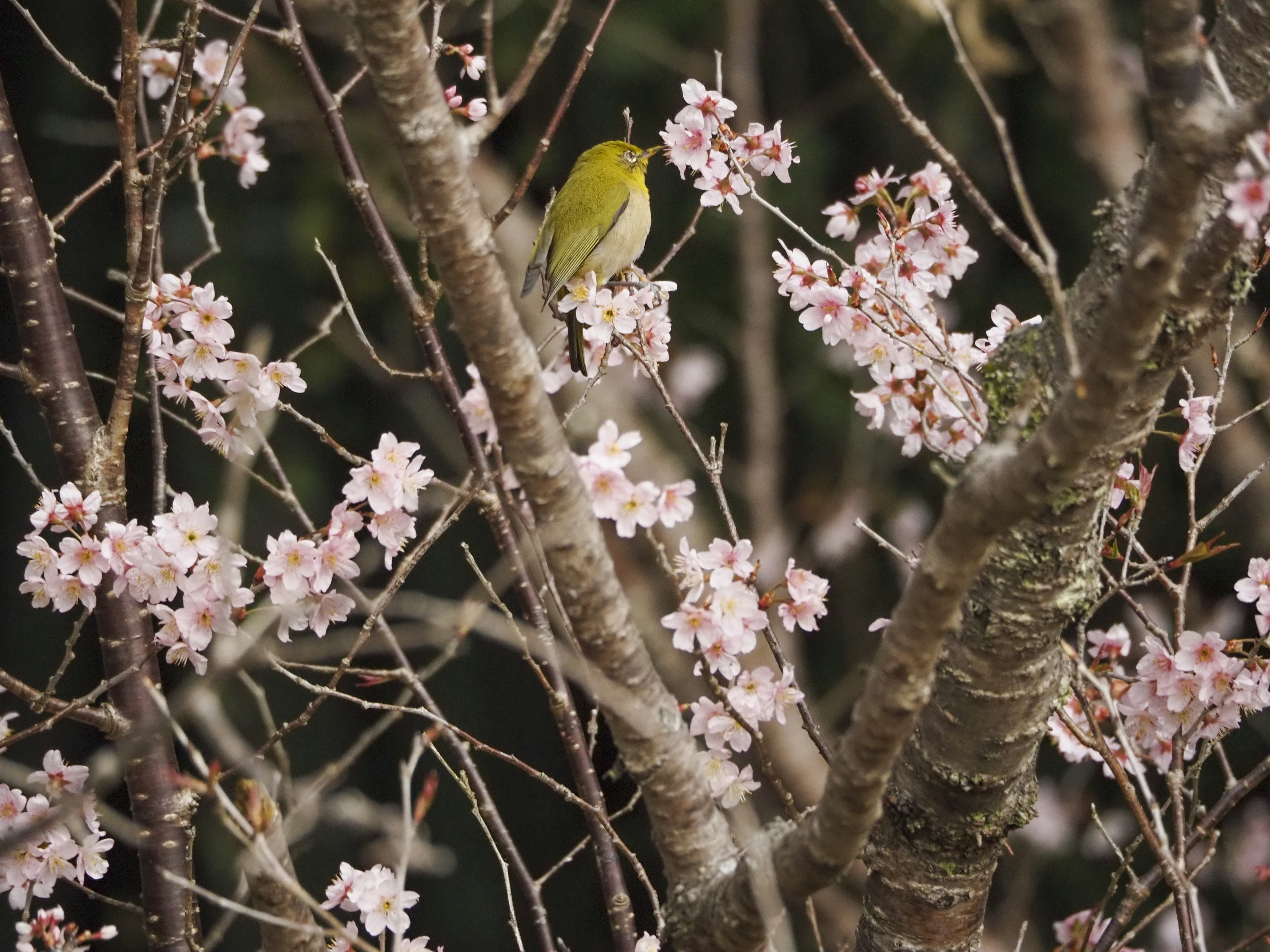 Un pequeño pájaro amarillo entre flores de cerezo