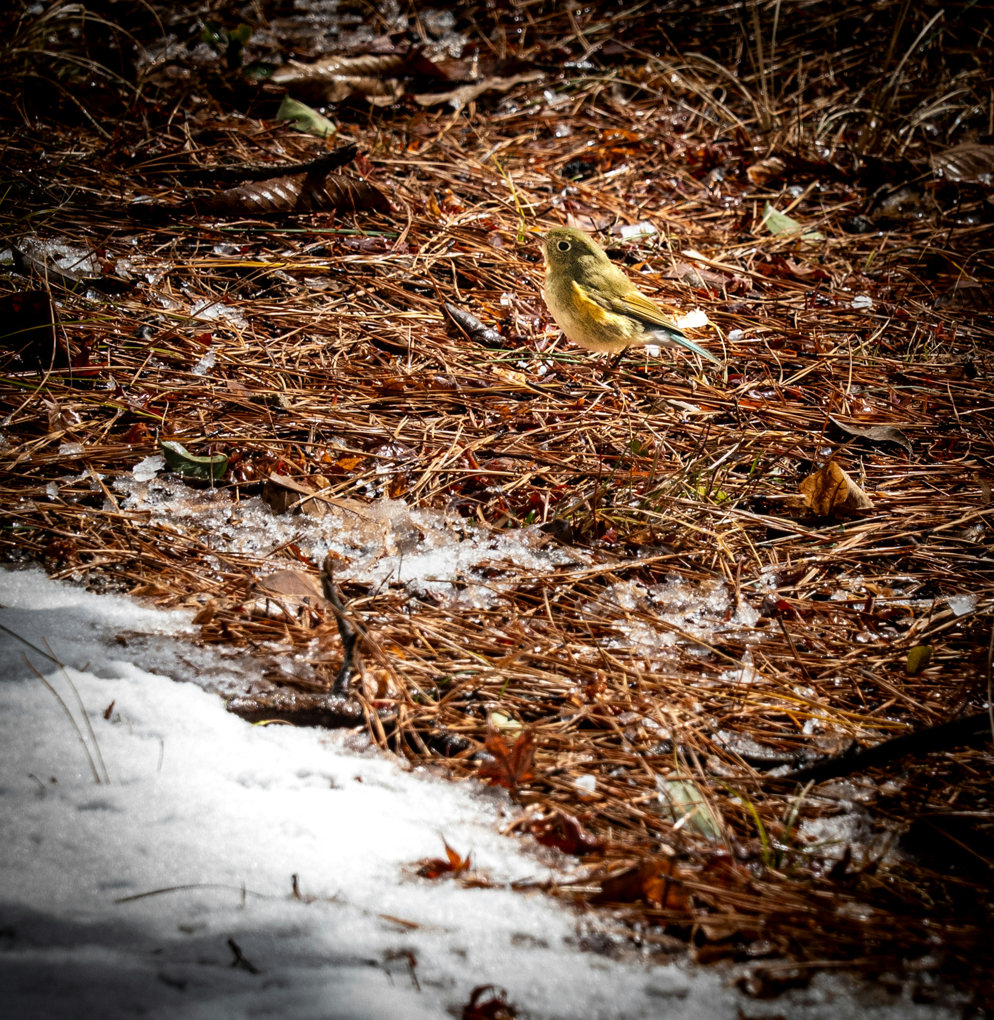 Un petit oiseau sur la neige et les feuilles mortes