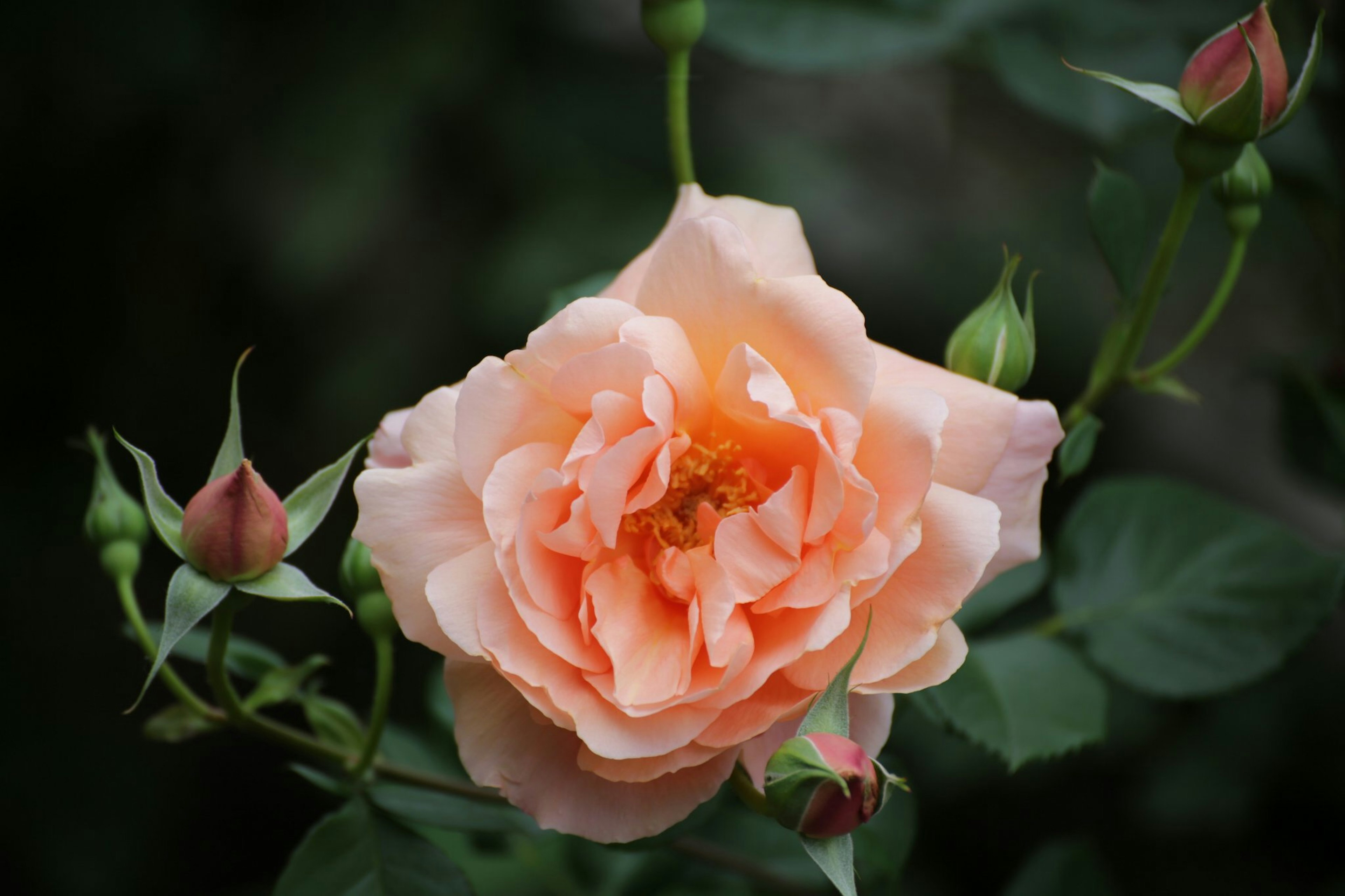 Una bellissima rosa pesca in fiore con petali delicati e foglie verdi