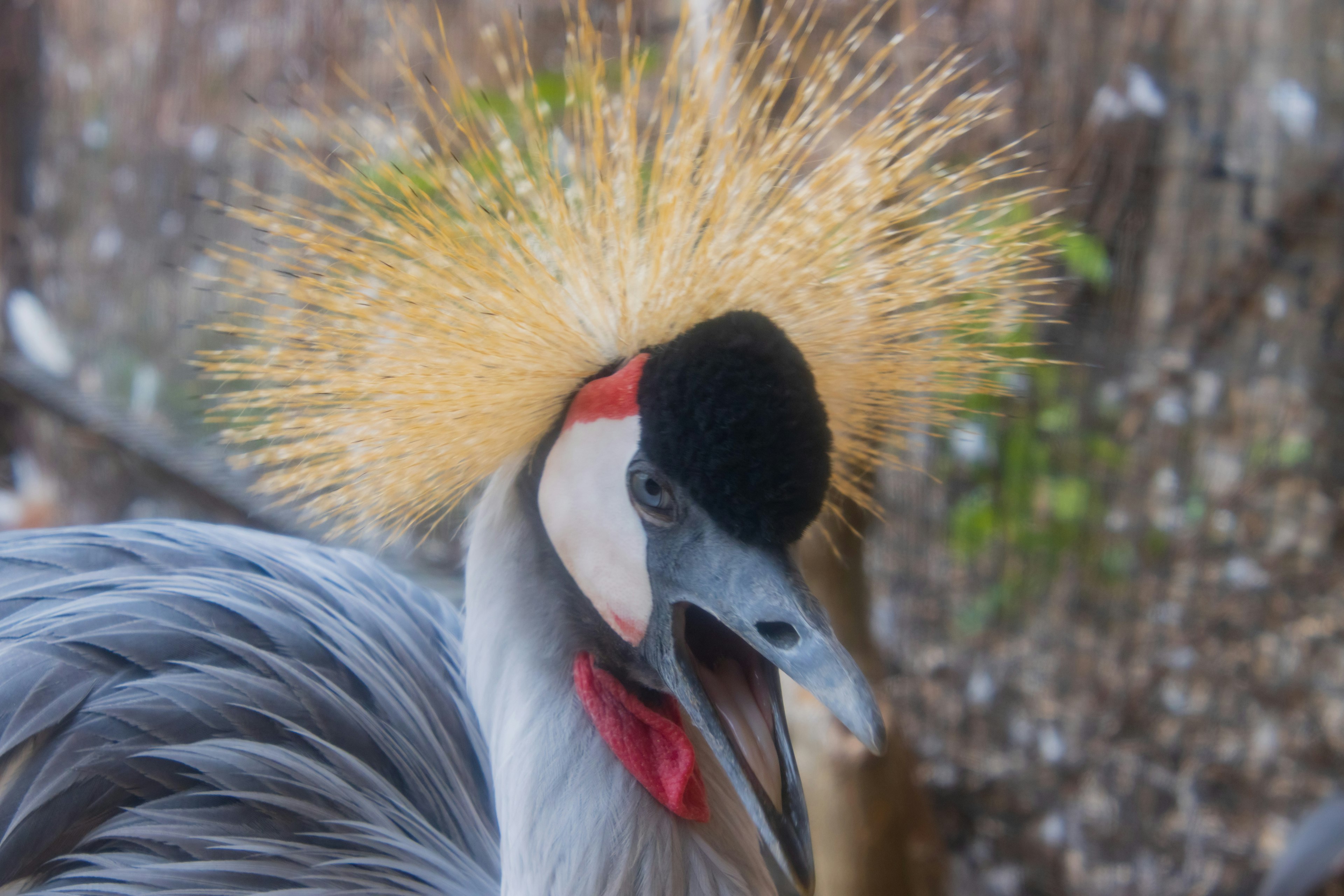 Gros plan d'une grue avec une couronne de plumes frappante