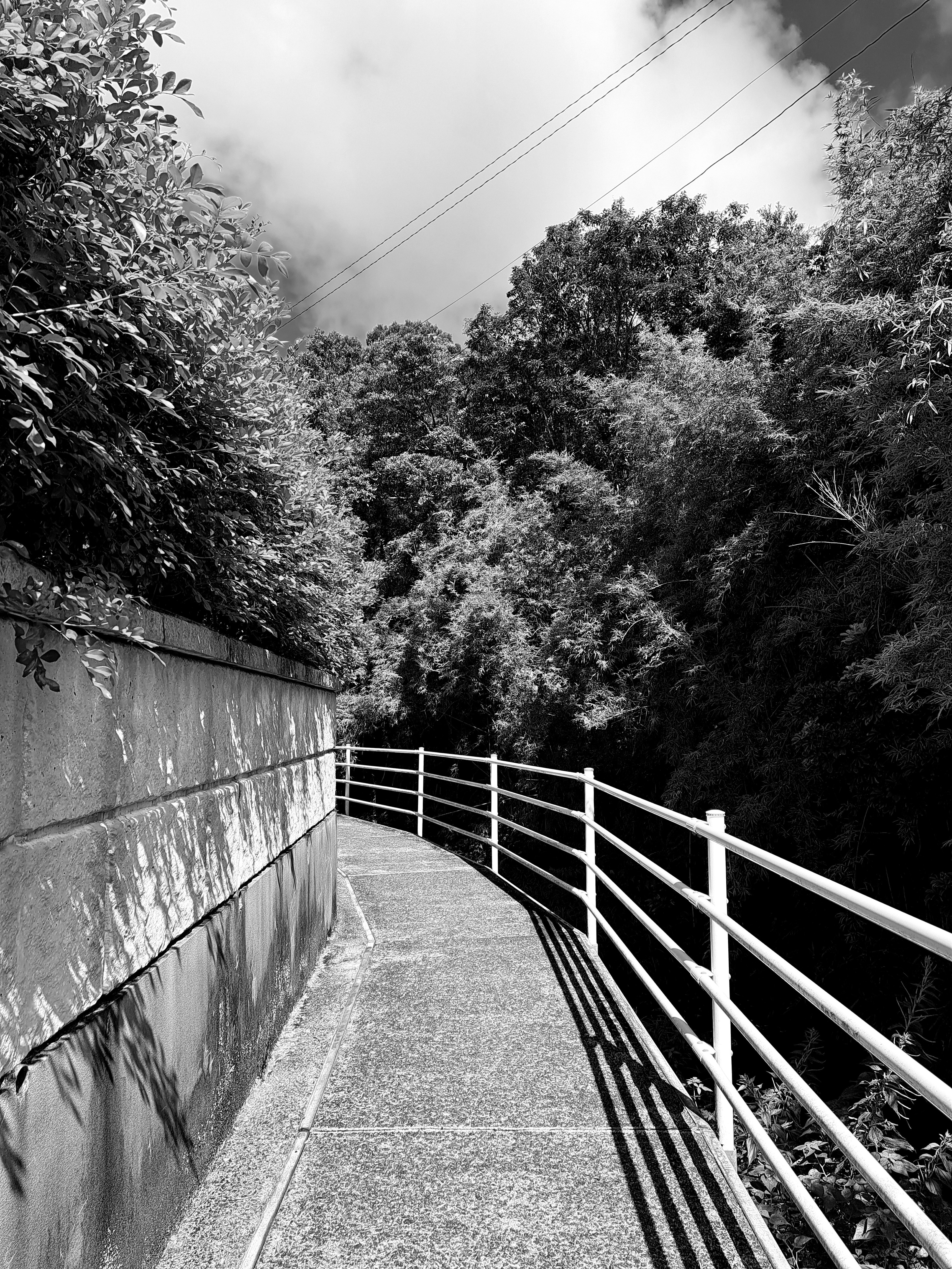 Allée en noir et blanc entourée de verdure luxuriante