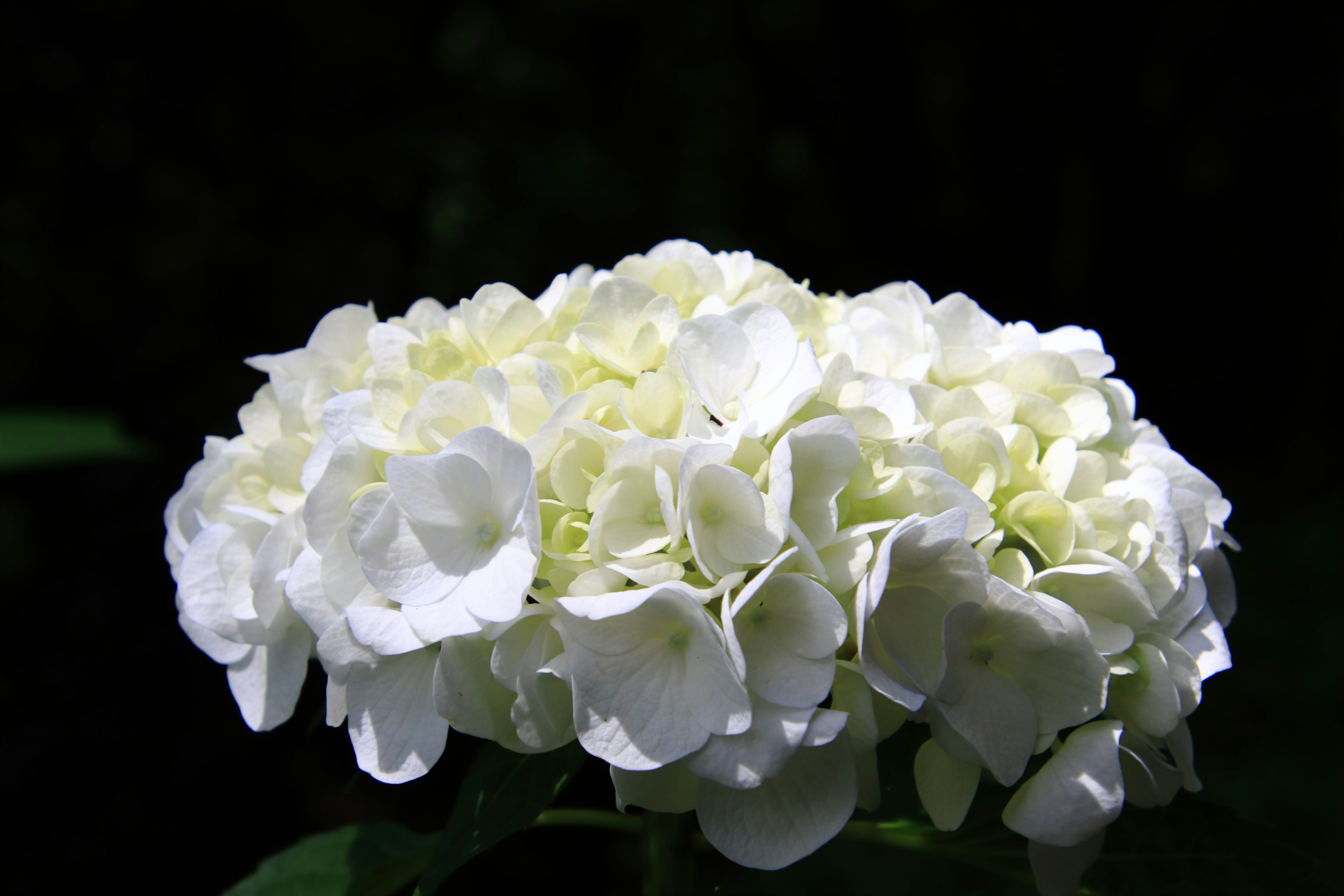 A cluster of white hydrangea flowers against a dark background