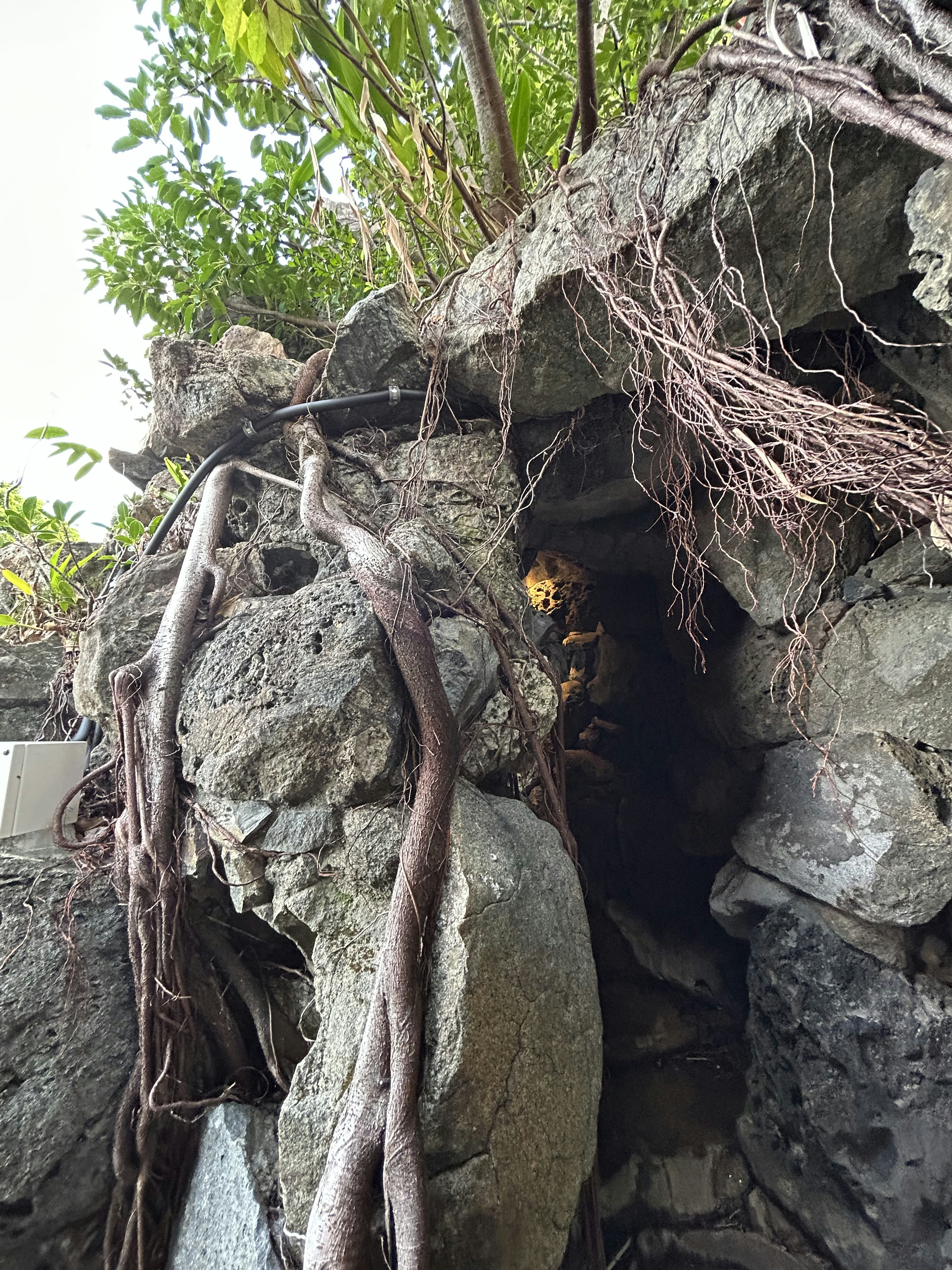 Naturszene mit verflochtenen Felsen und Wurzeln