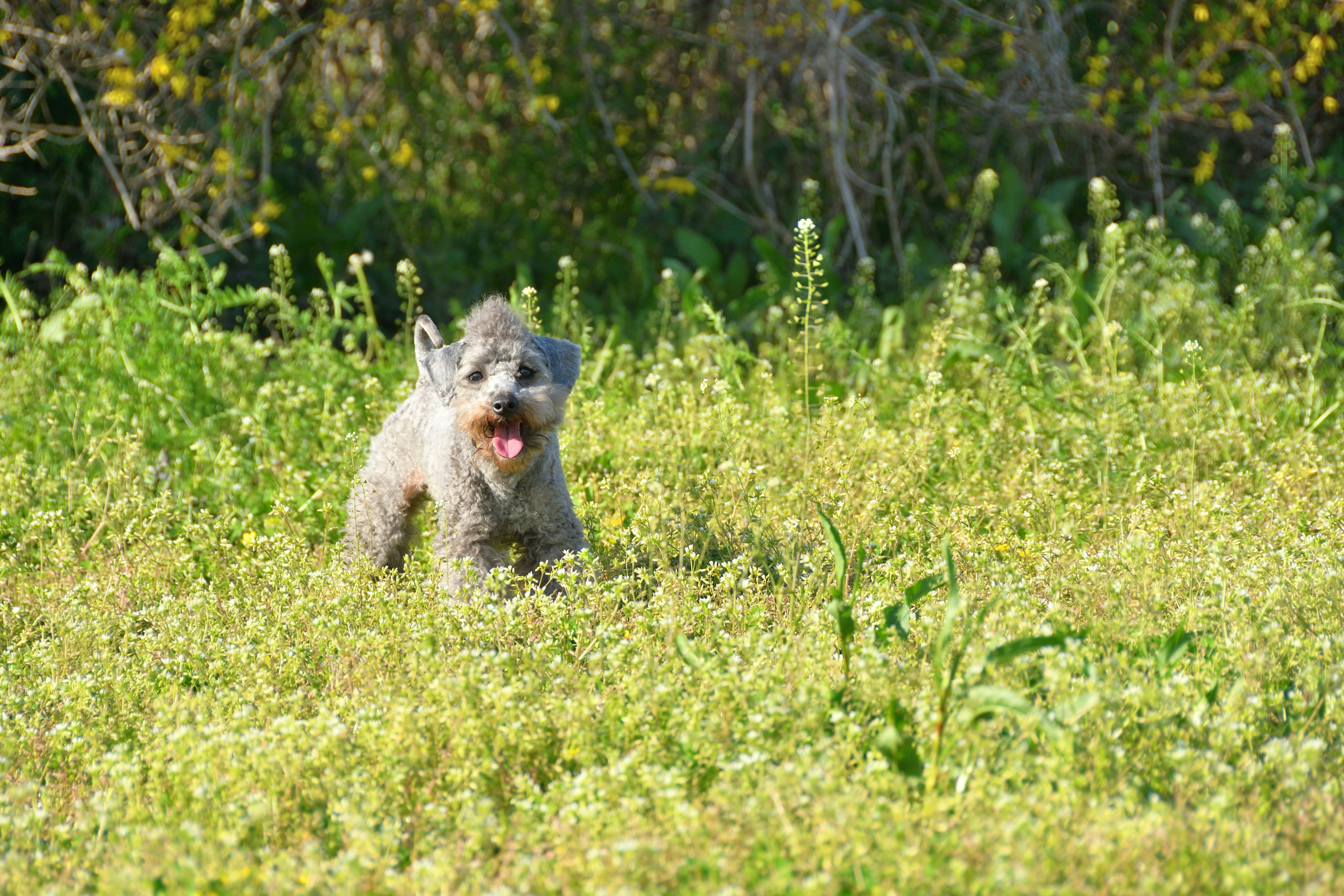 緑の草原で遊ぶ犬の姿