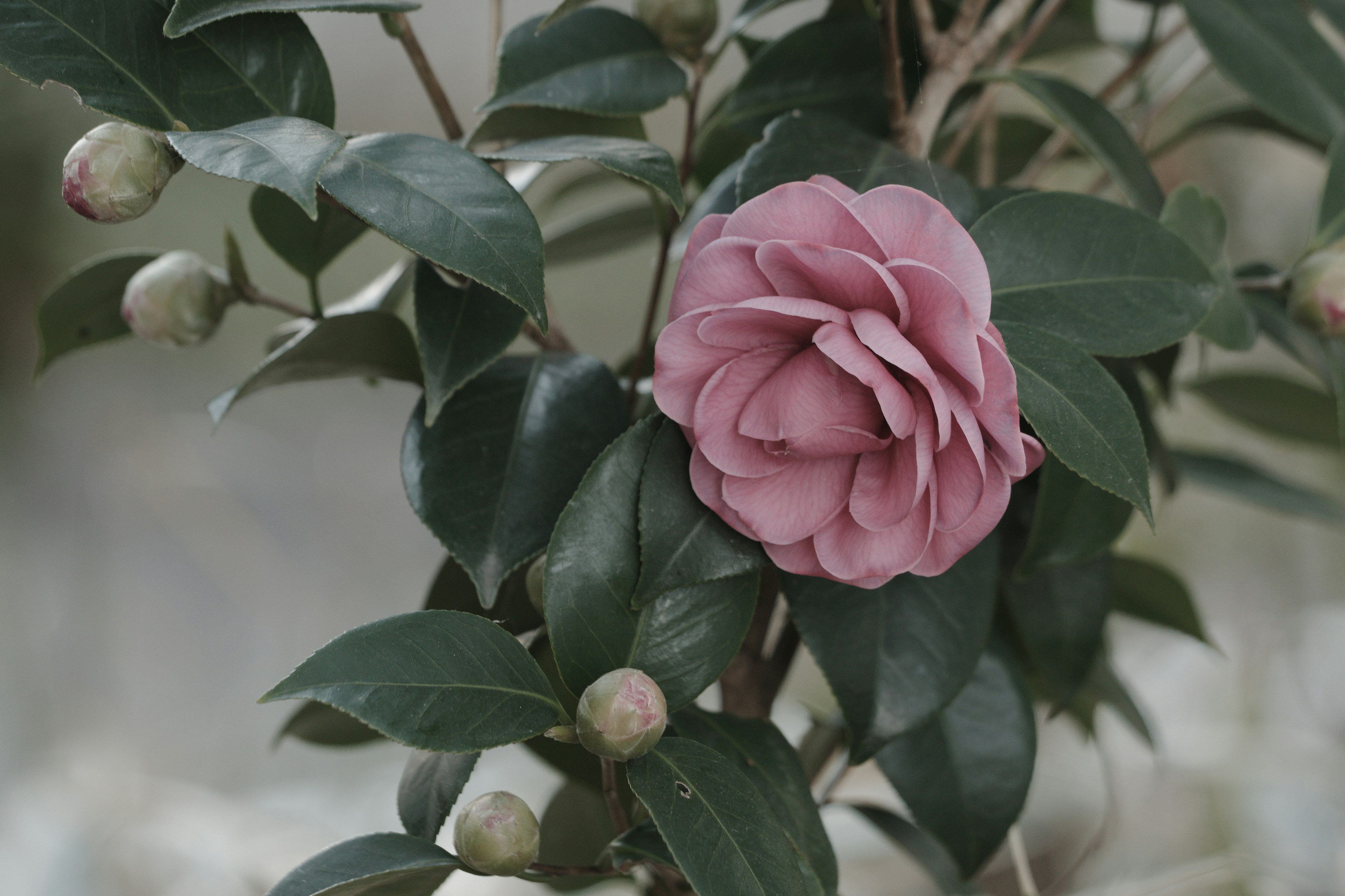 Sebuah bunga kamelia pink lembut dikelilingi daun hijau