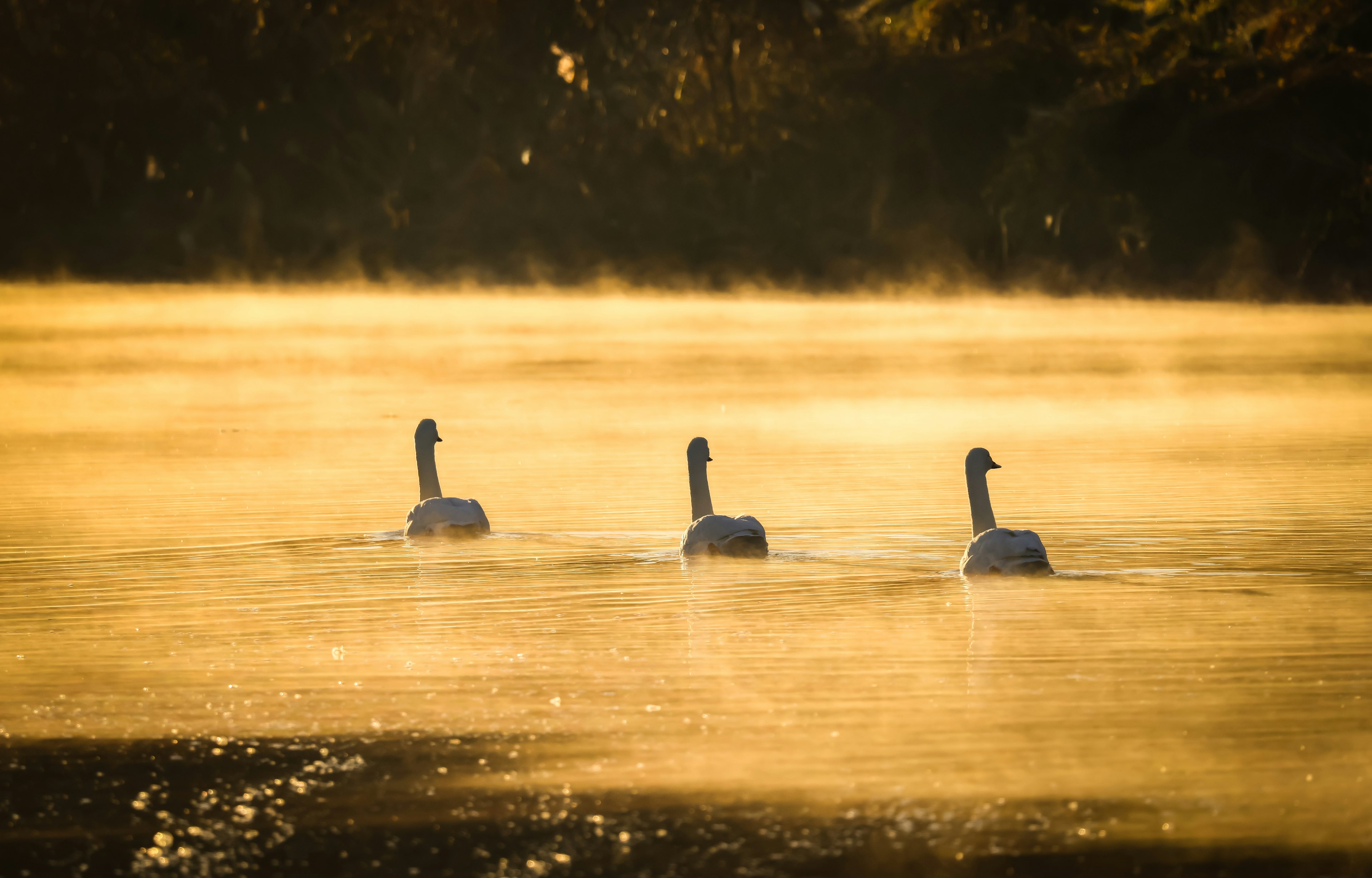 Tres cisnes nadando en agua brumosa con un tono dorado