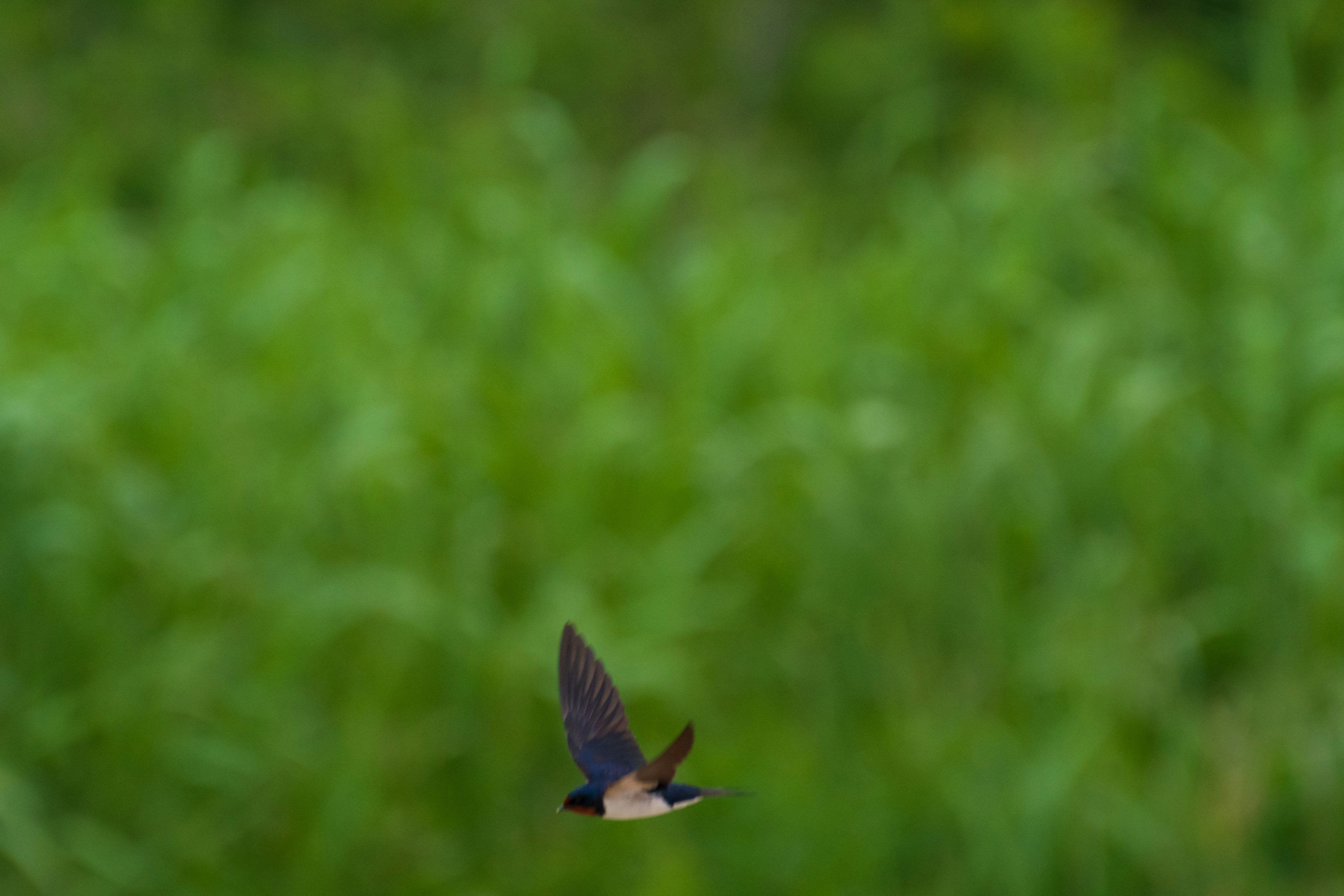 A small bird flying against a green background