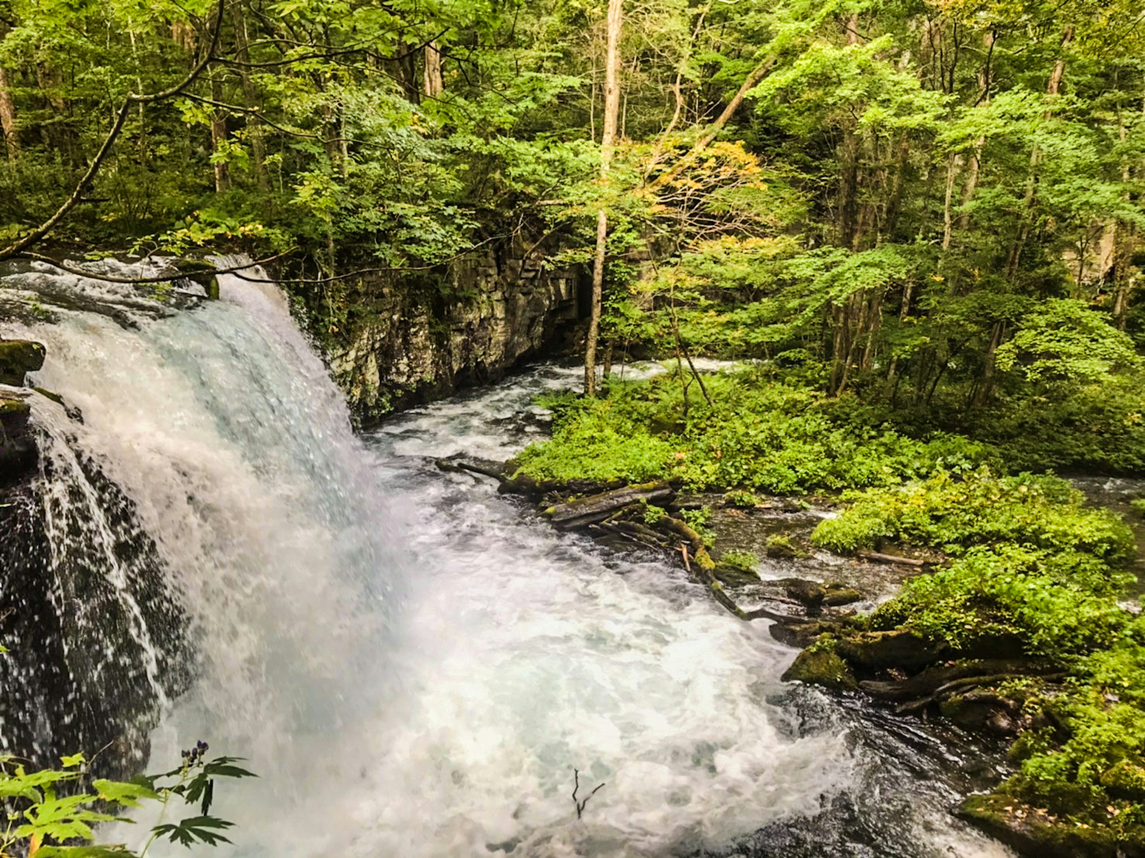 Belle cascade coulant à travers une forêt verdoyante