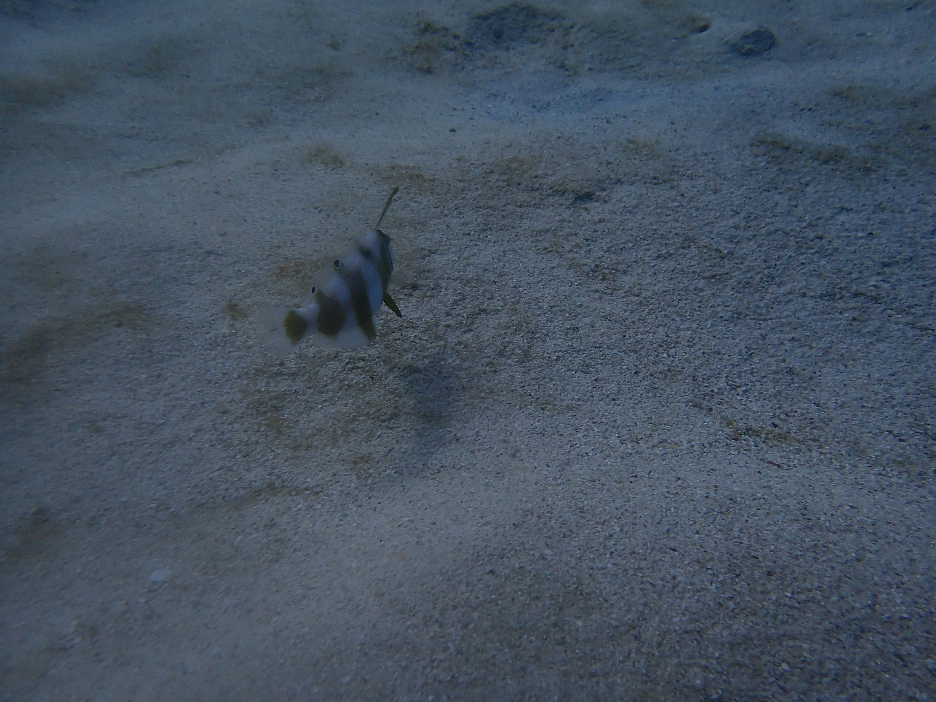 Kleiner Fisch, der über den sandigen Meeresboden schwimmt