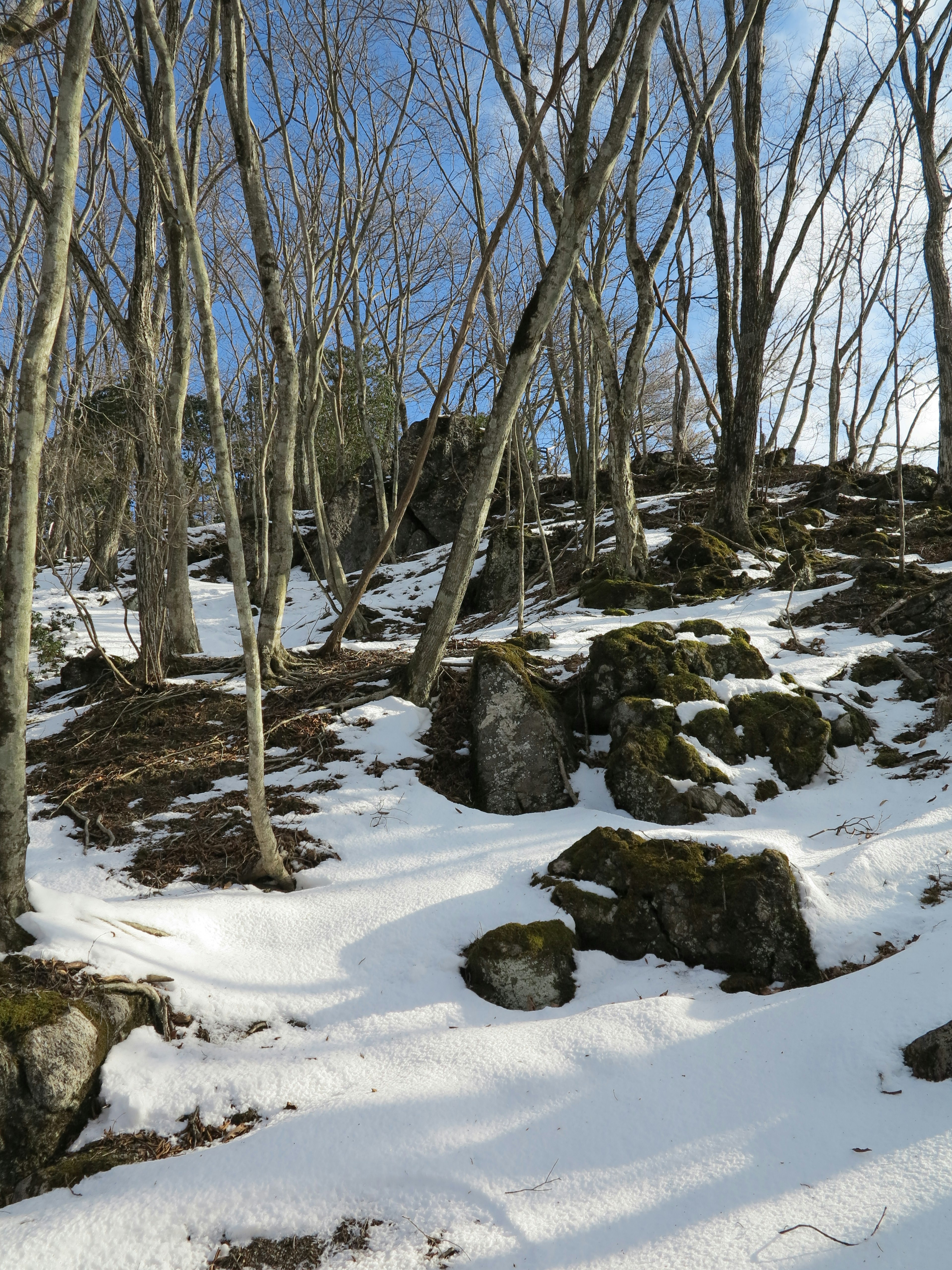 Snow-covered landscape with rocks and trees