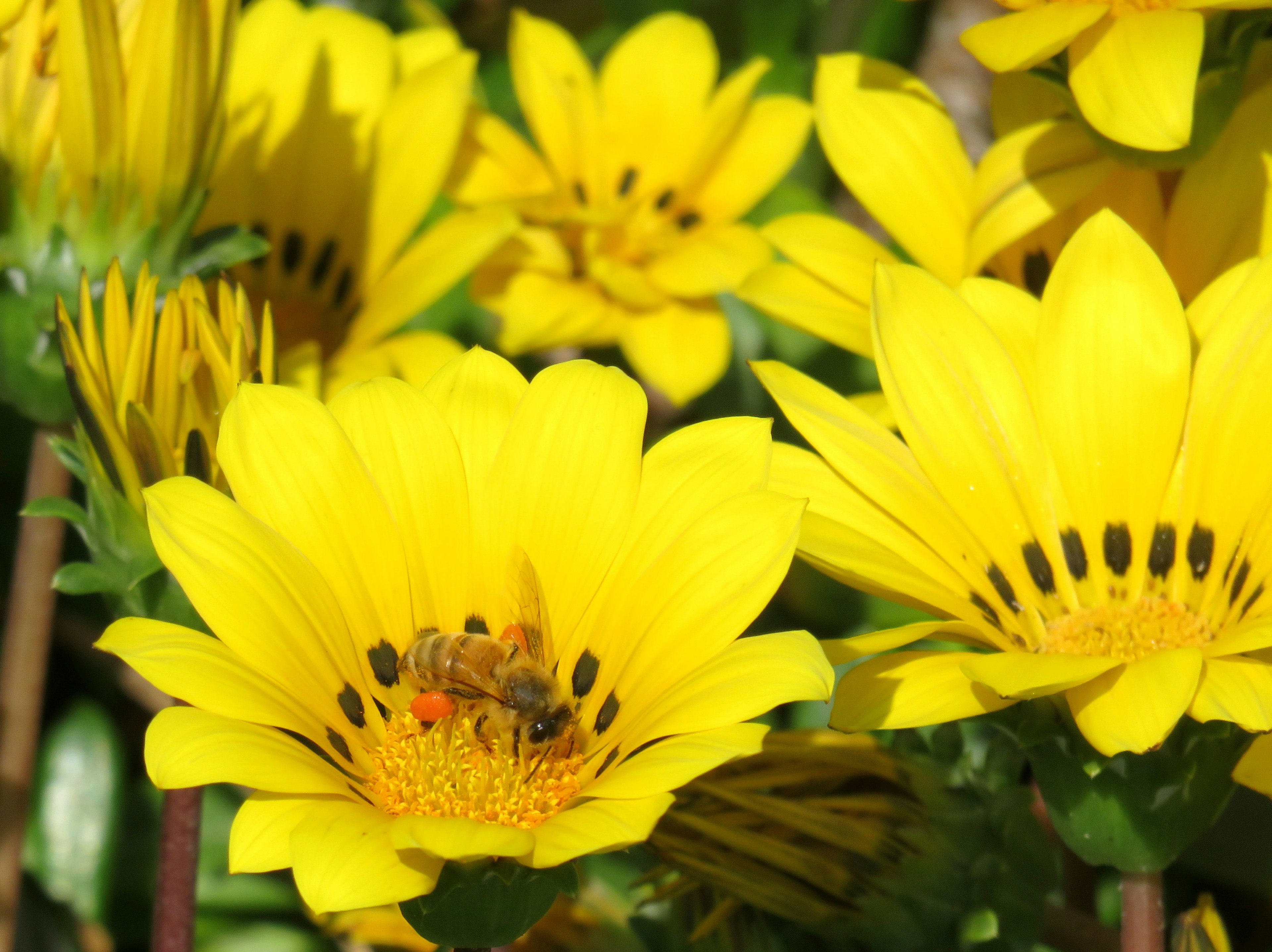 Vibrant scene of yellow flowers with a bee among them