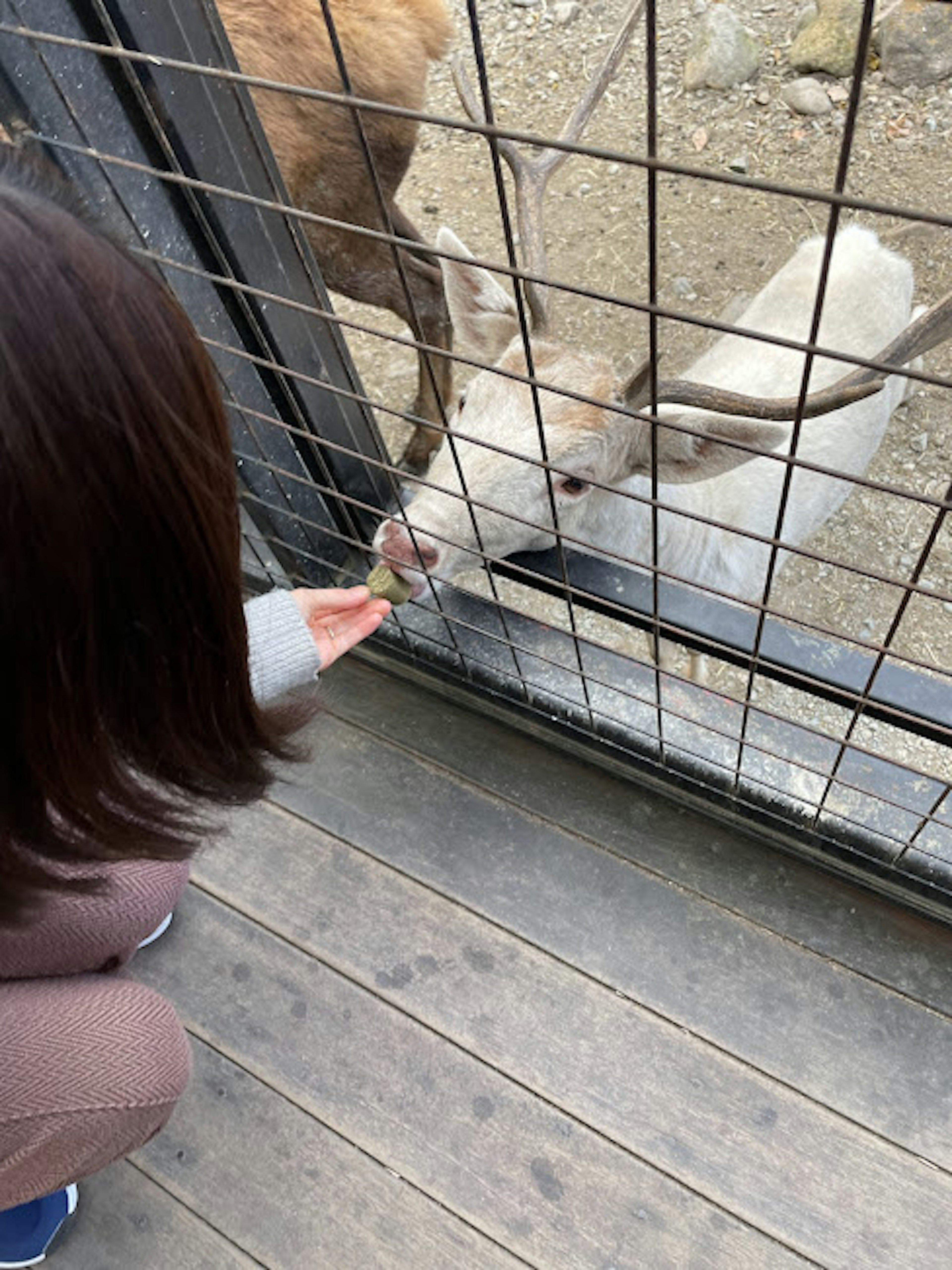 어린이가 울타리를 통해 흰 사슴에게 먹이를 주고 있는 장면