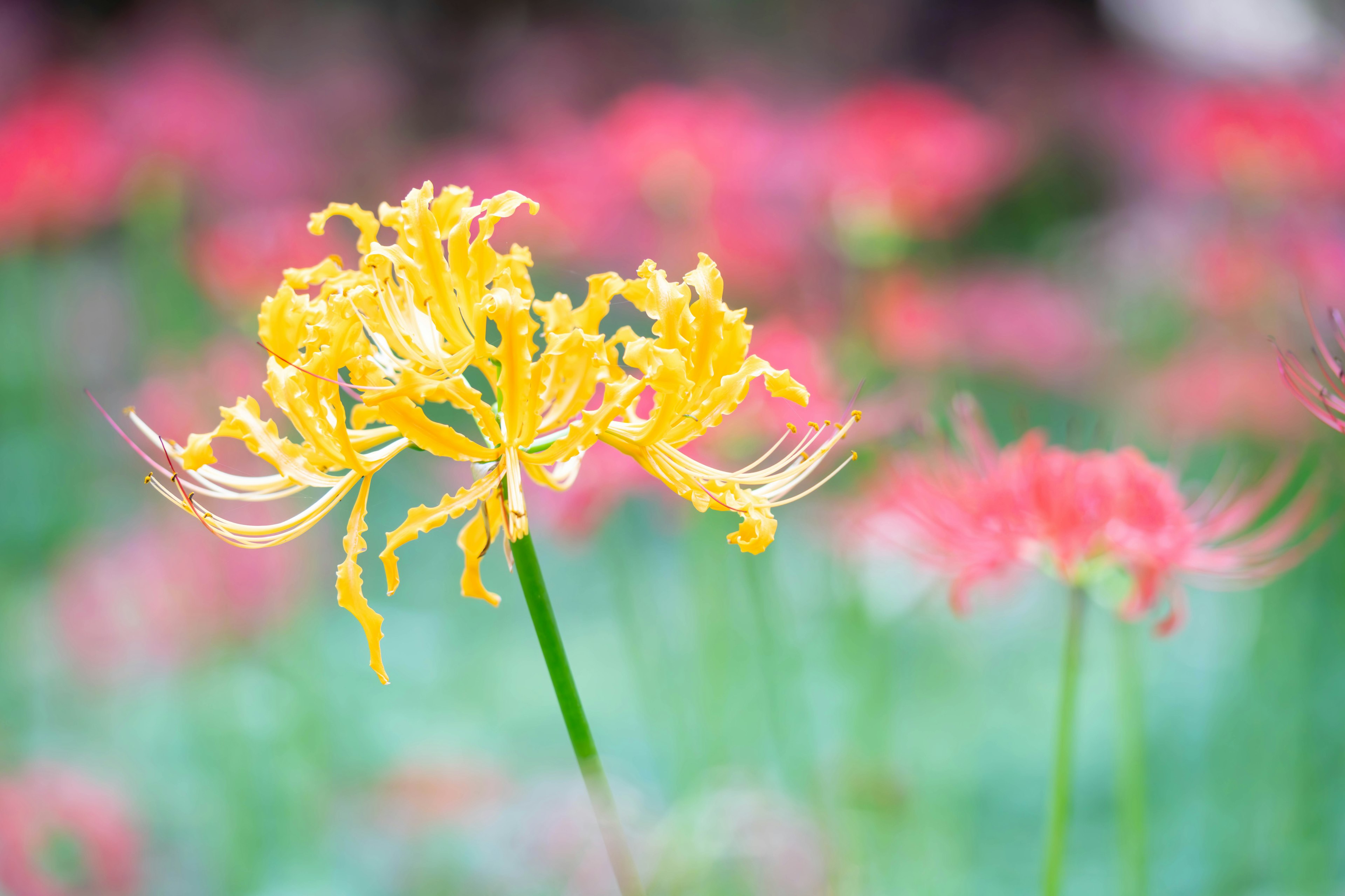 Lirio araña amarillo con flores rosas de fondo