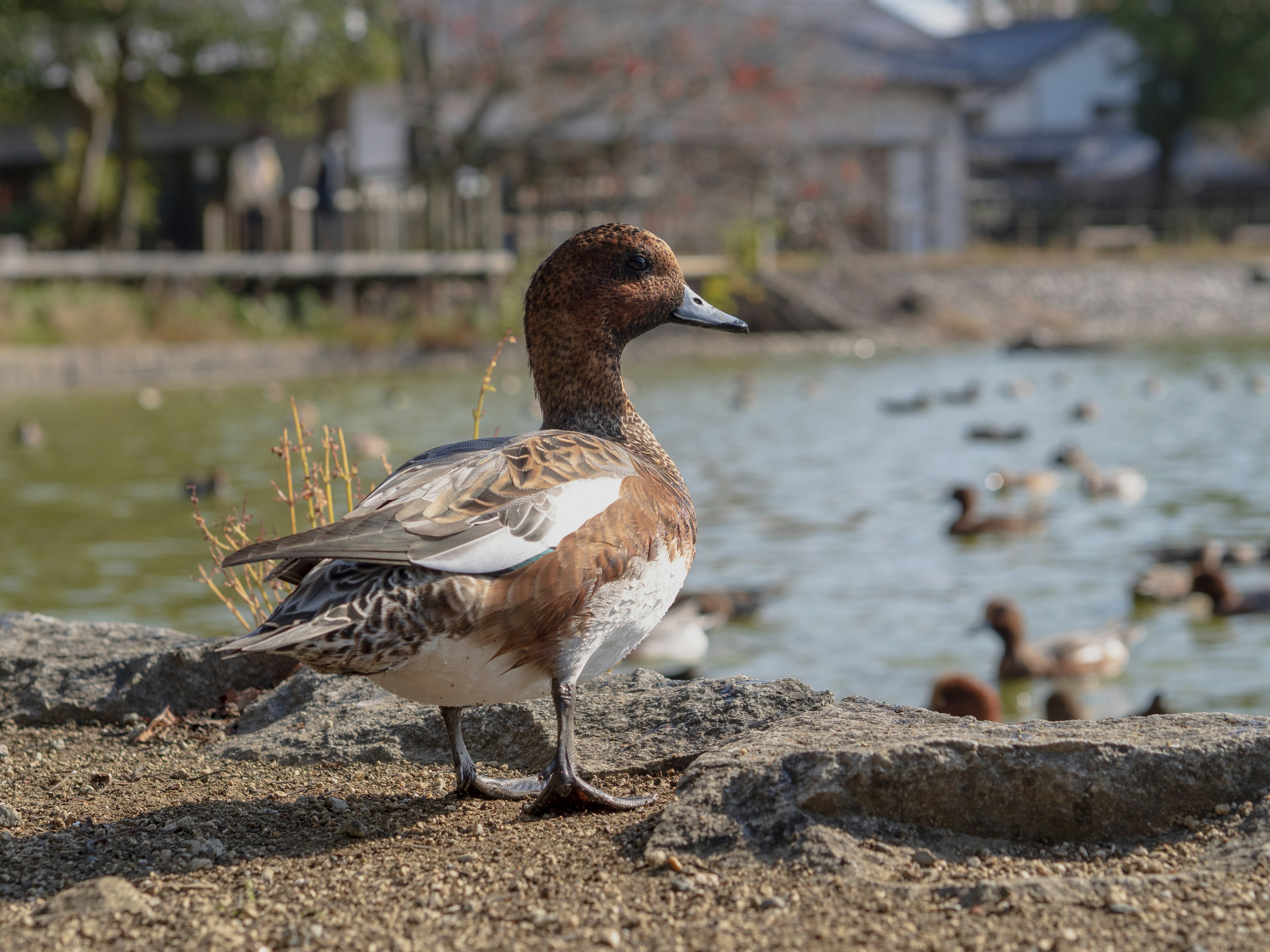 Eine braune Ente steht am Ufer