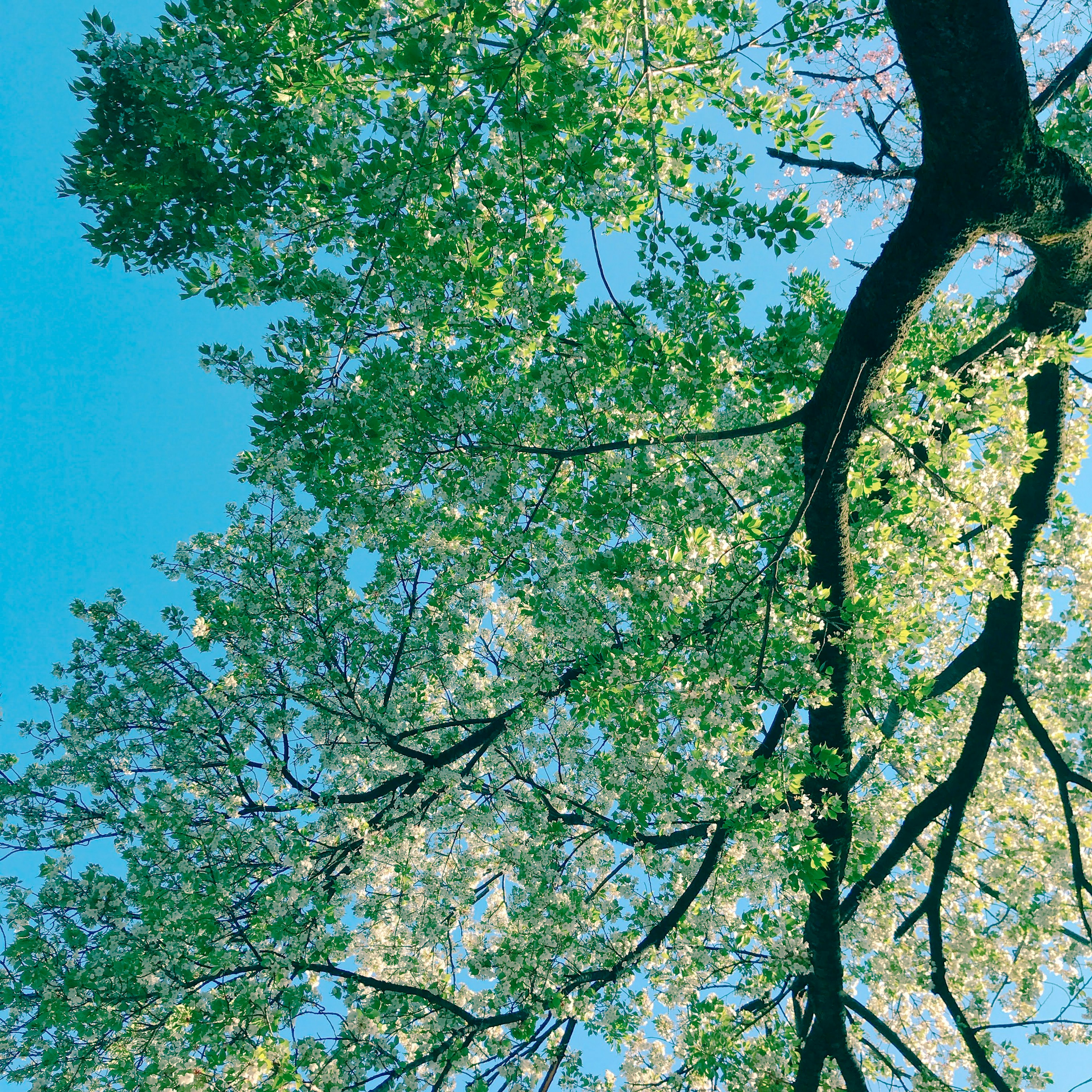 Grüne Blätter und Äste unter einem blauen Himmel