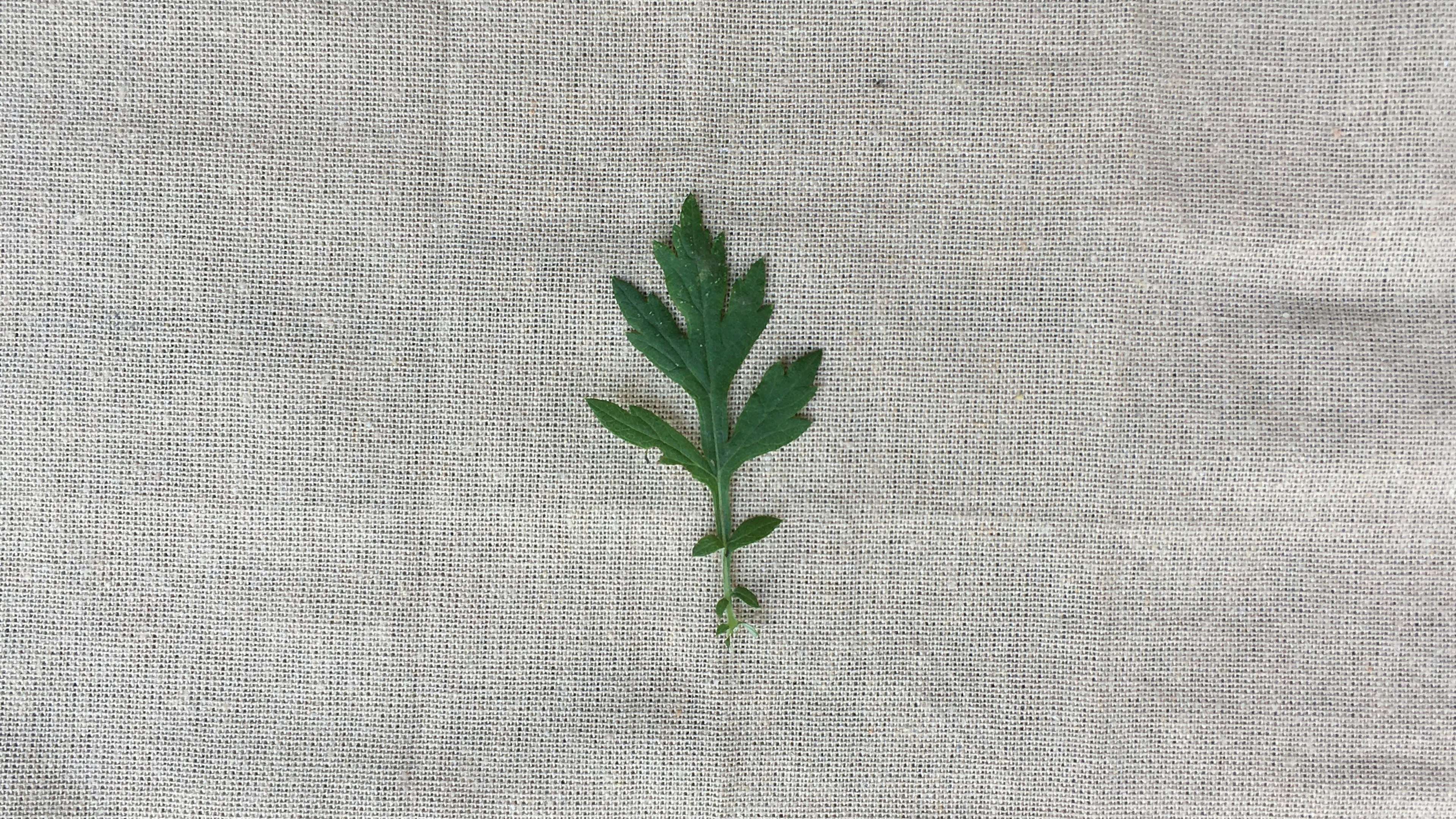 Green leaf placed on a white fabric background